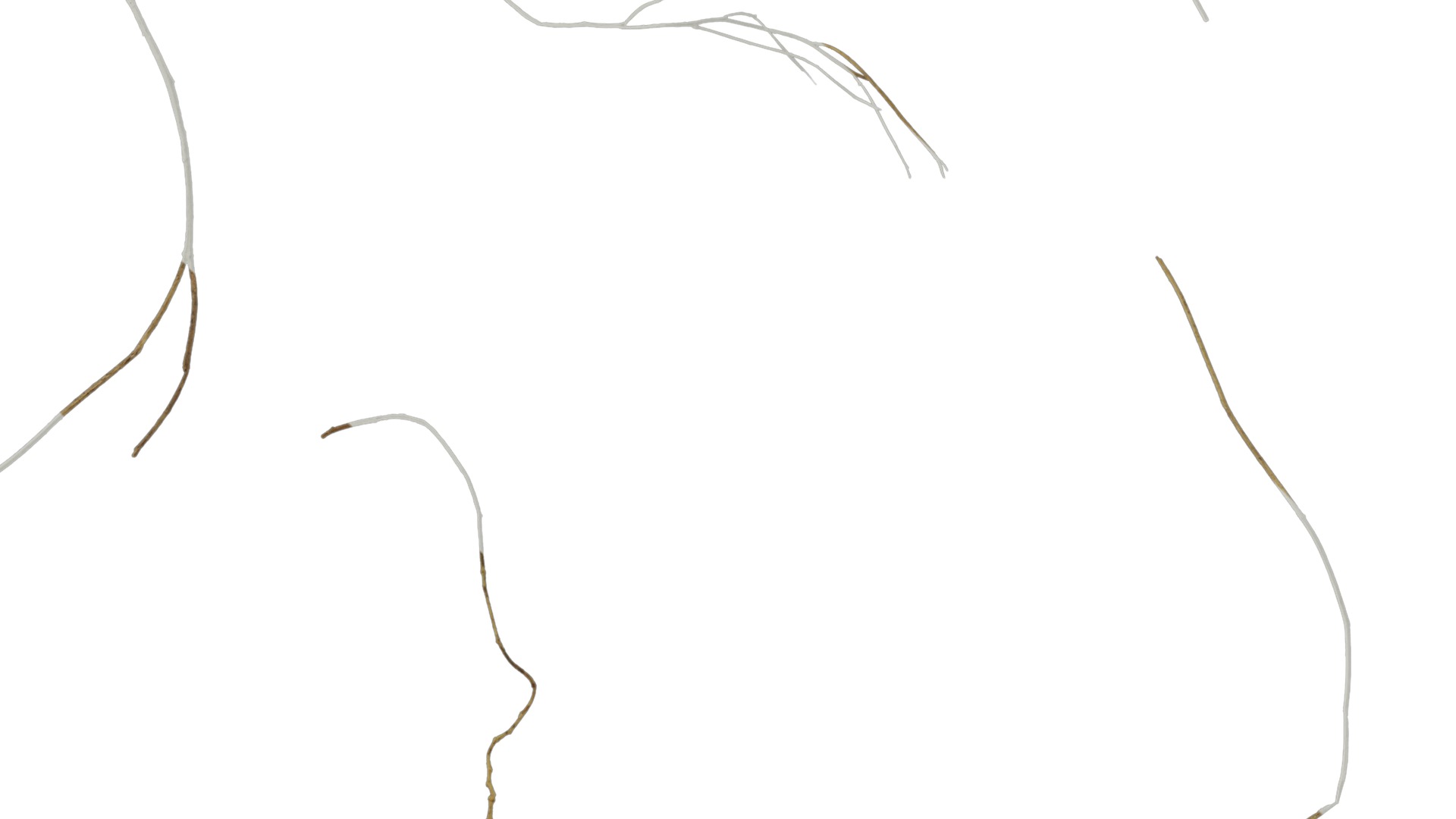 Anydrafts Dead stalks 04 Texture_3