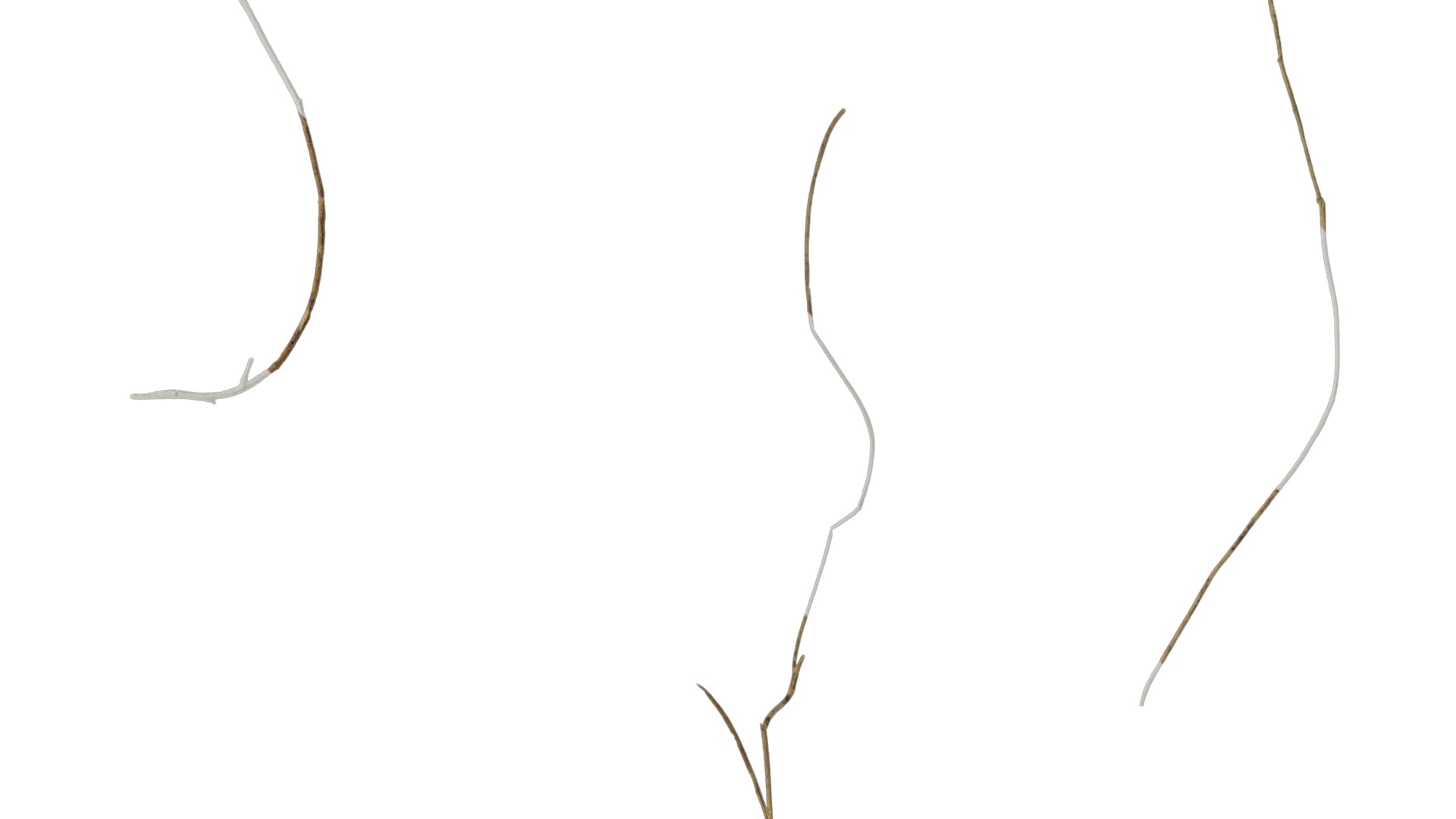 Anydrafts Dead stalks 04 Texture_2