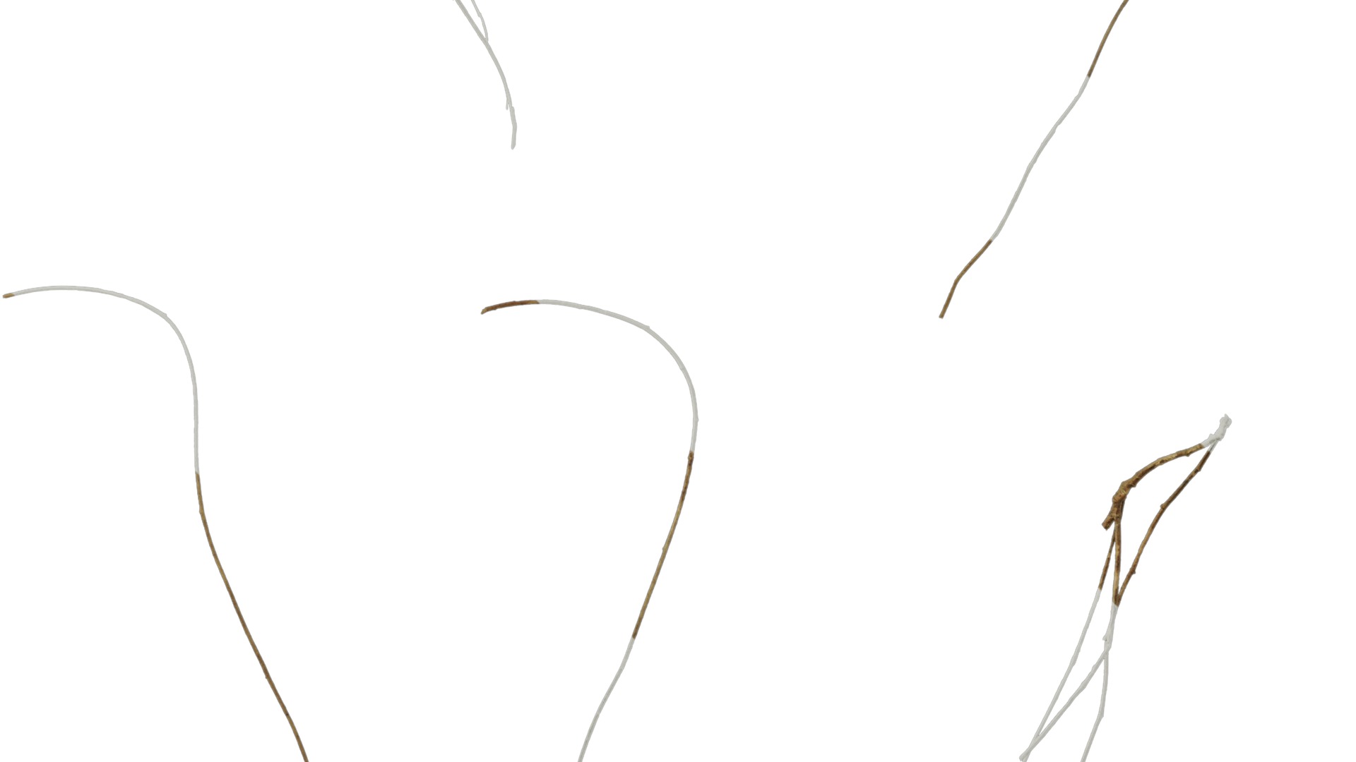 Anydrafts Dead stalks 04 Texture_5