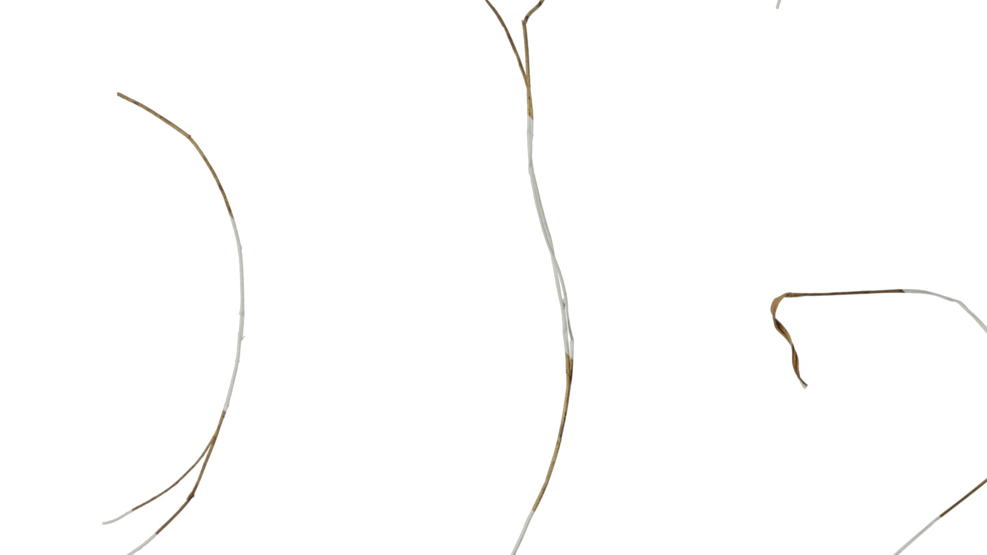 Anydrafts Dead stalks 04 Texture_4