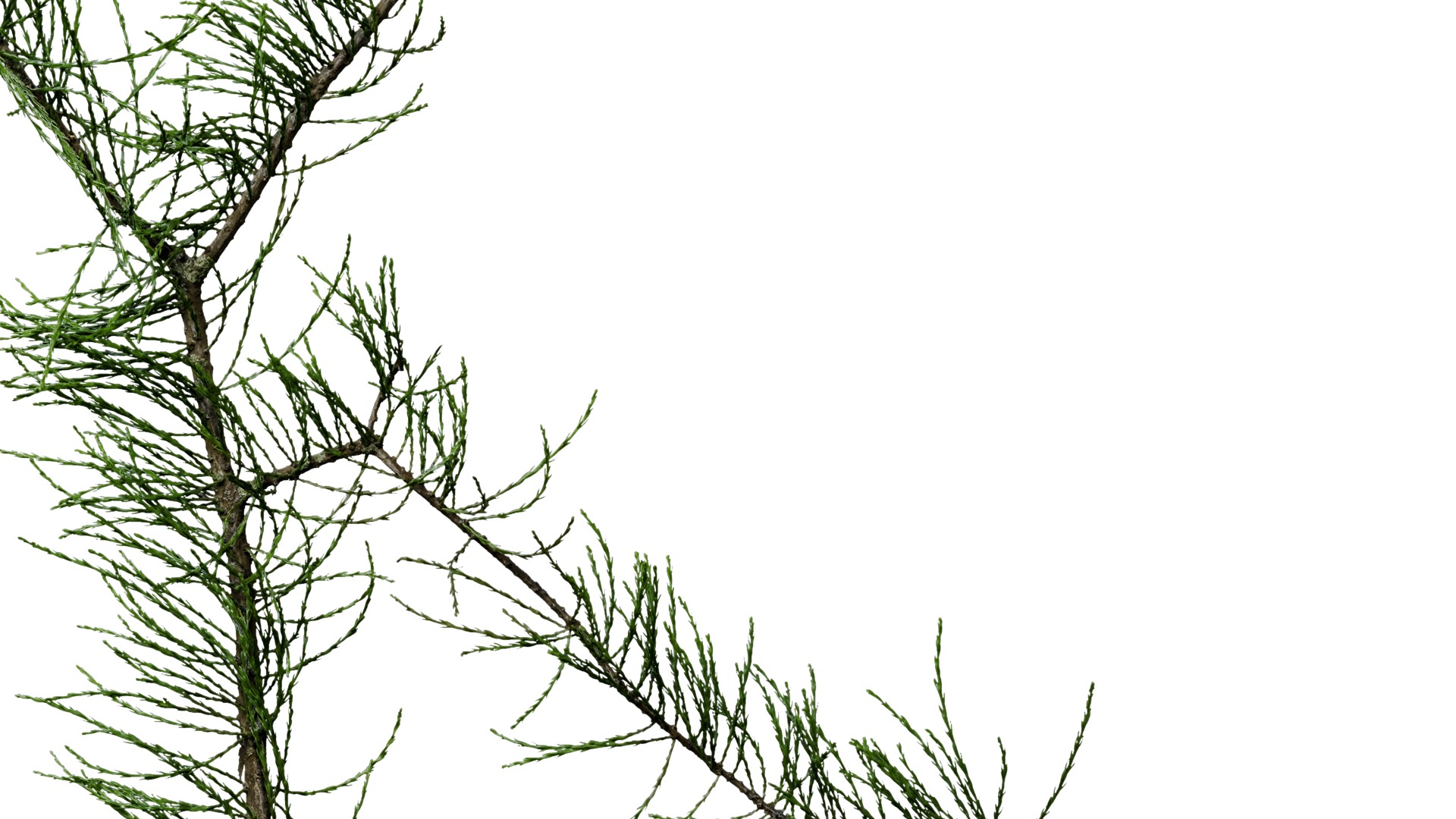 Taxodium ascendens Low-poly 3D model_1