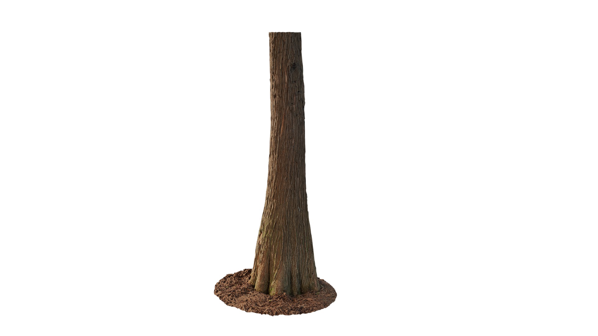 Taxodium ascendens Low-poly 3D model_94
