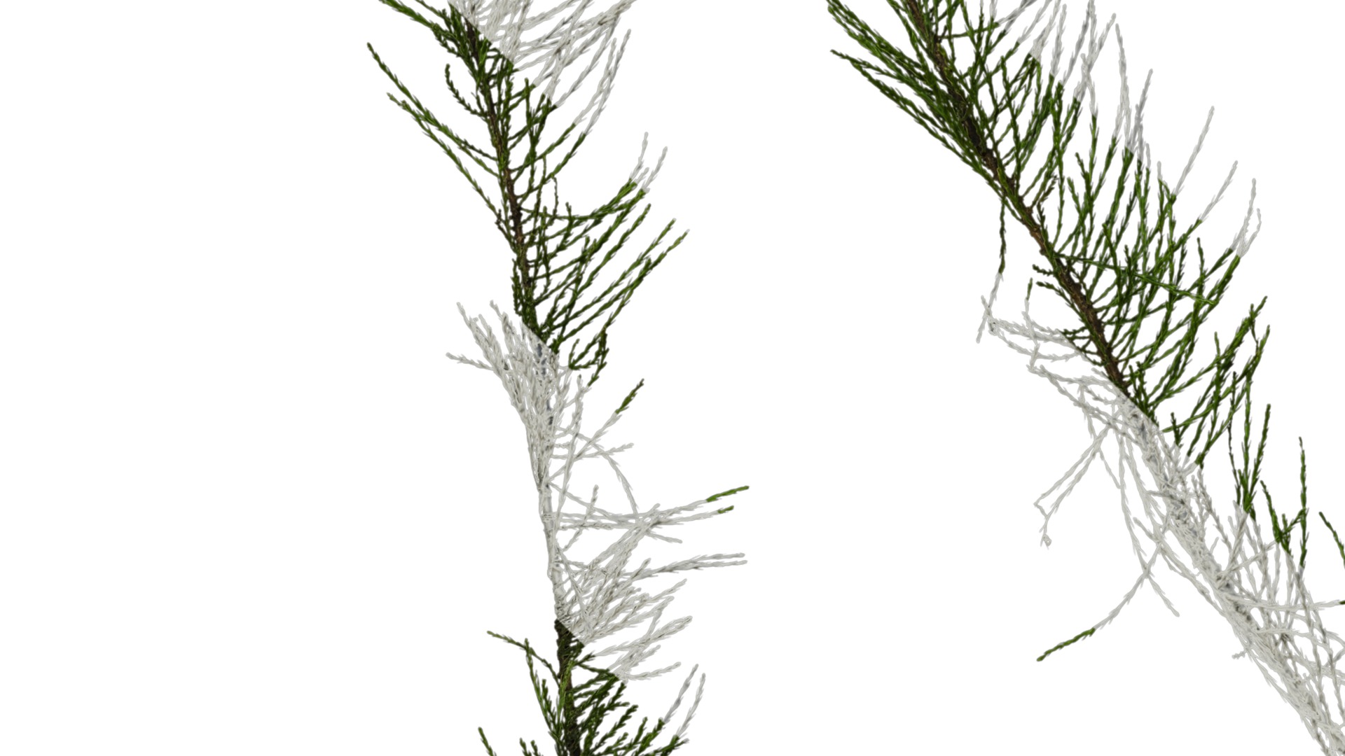 Taxodium ascendens Low-poly 3D model_6