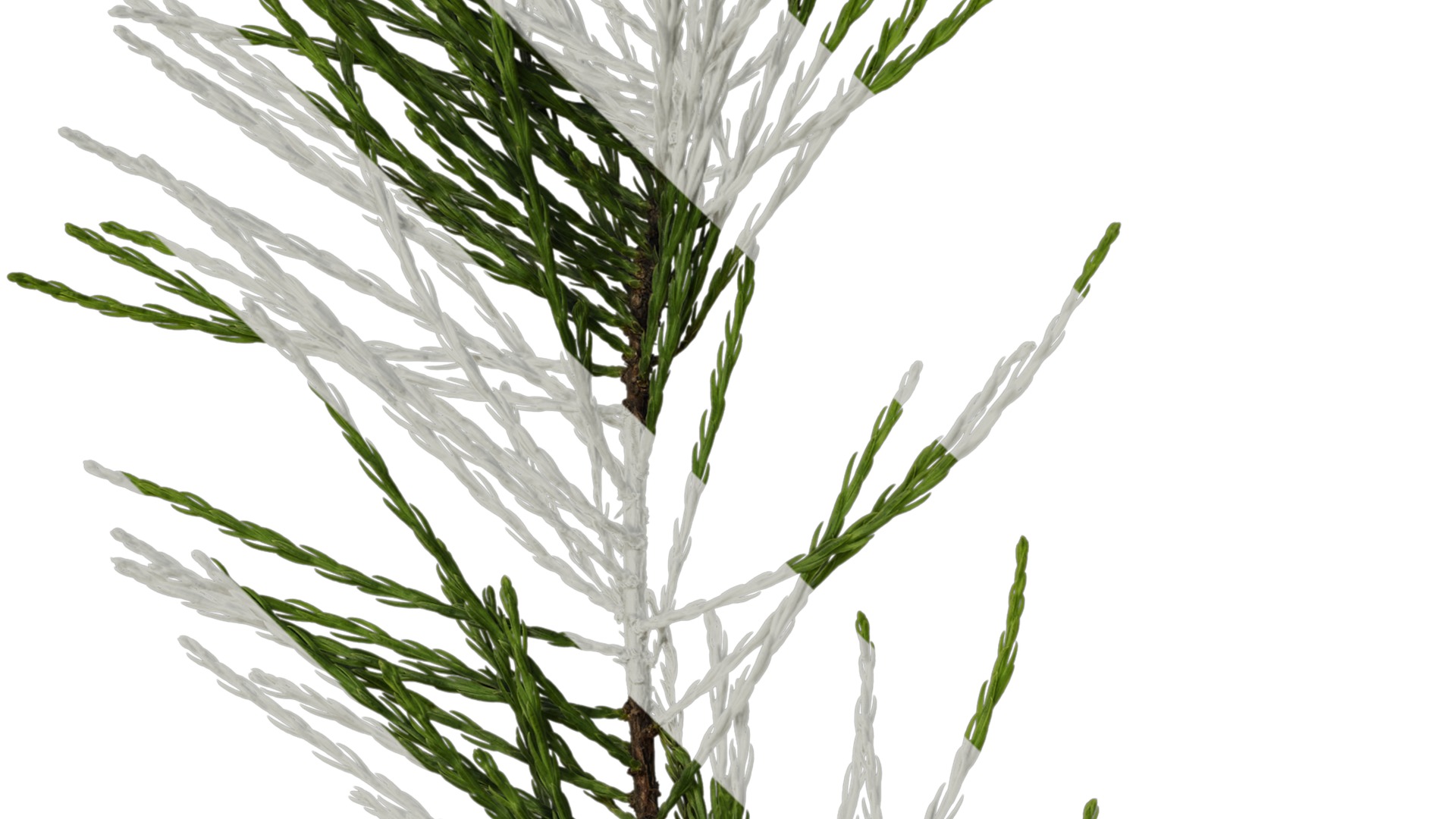 Taxodium ascendens Low-poly 3D model_33