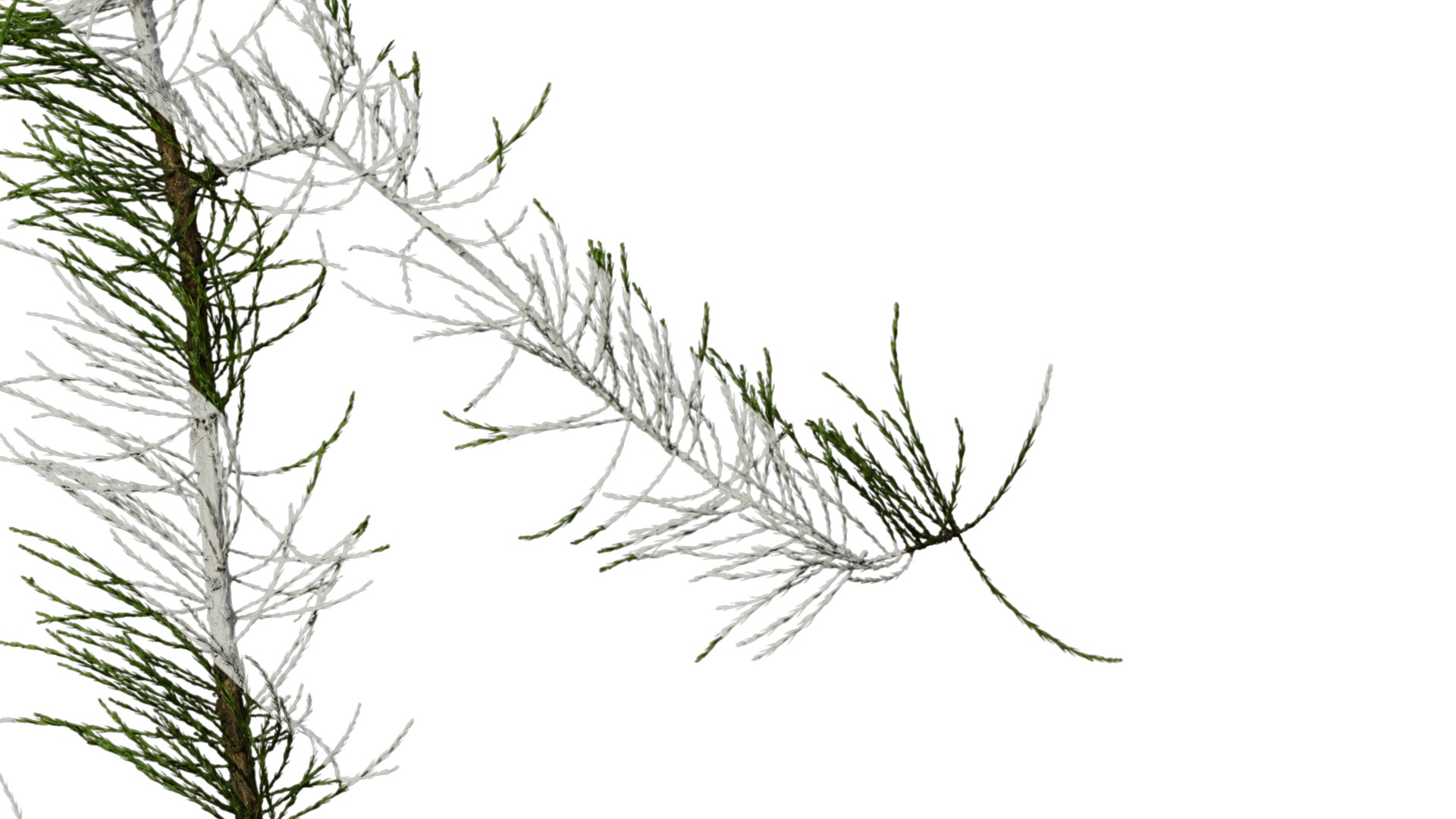 Taxodium ascendens Low-poly 3D model_9