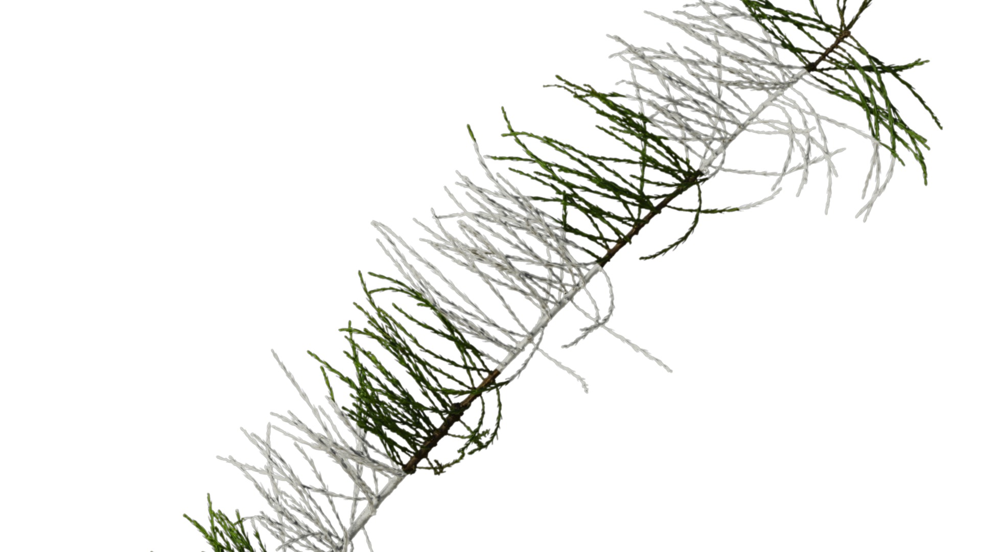 Taxodium ascendens Low-poly 3D model_5