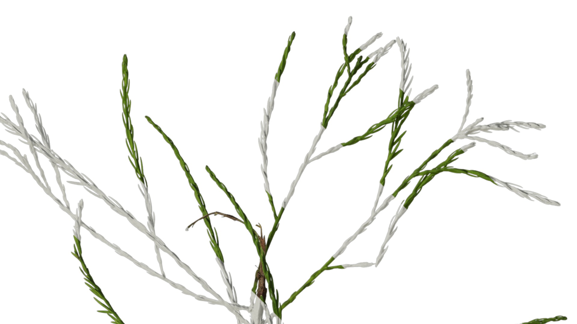 Taxodium ascendens Low-poly 3D model_14