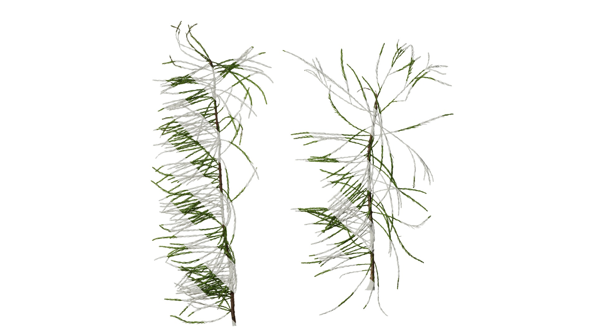 Taxodium ascendens Low-poly 3D model_12