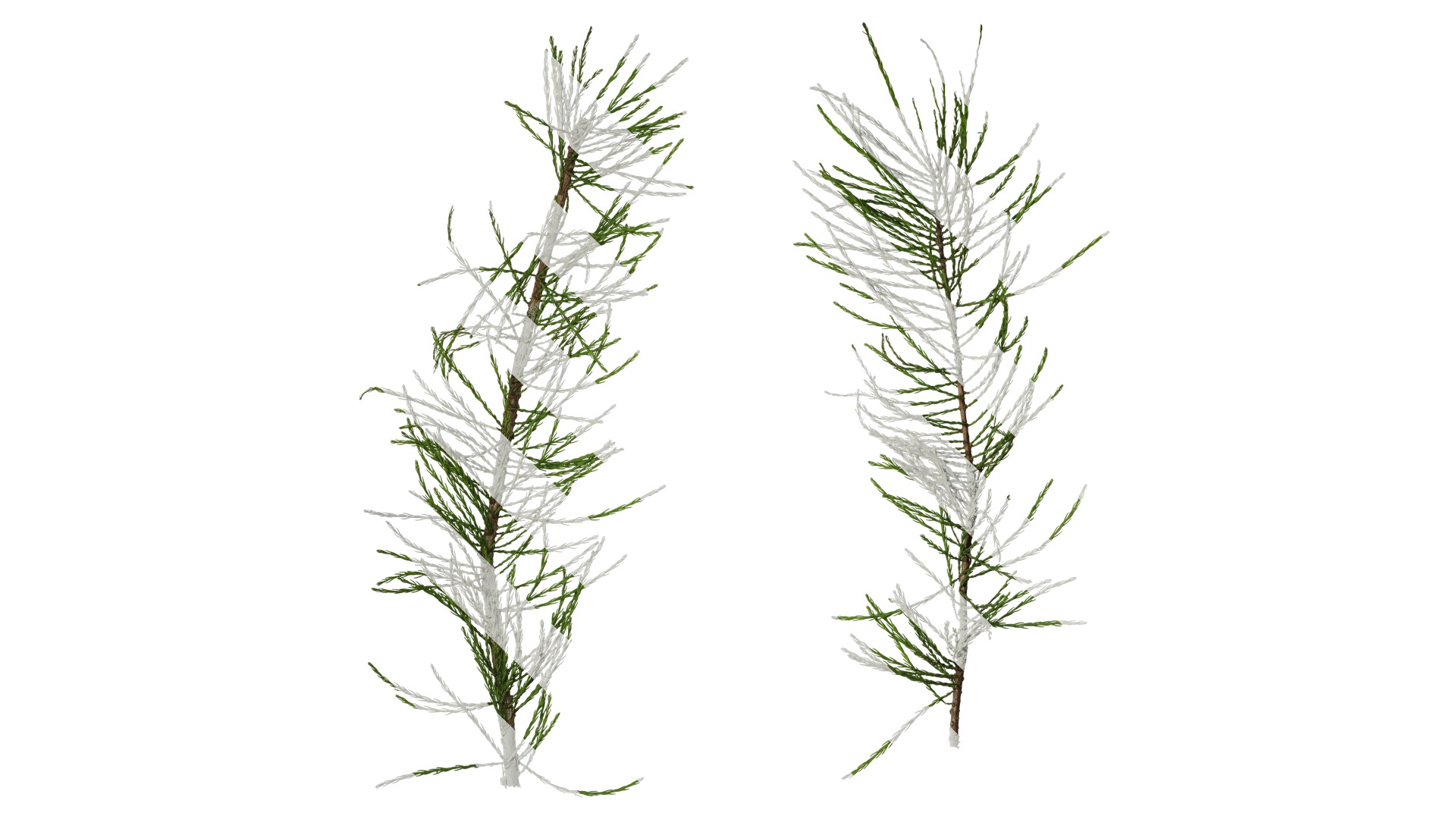 Taxodium ascendens Low-poly 3D model_21