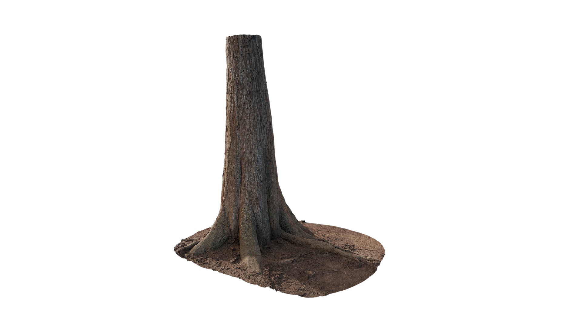 Taxodium ascendens Low-poly 3D model_102