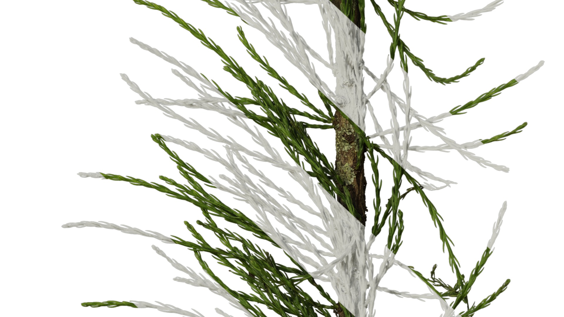 Taxodium ascendens Low-poly 3D model_36