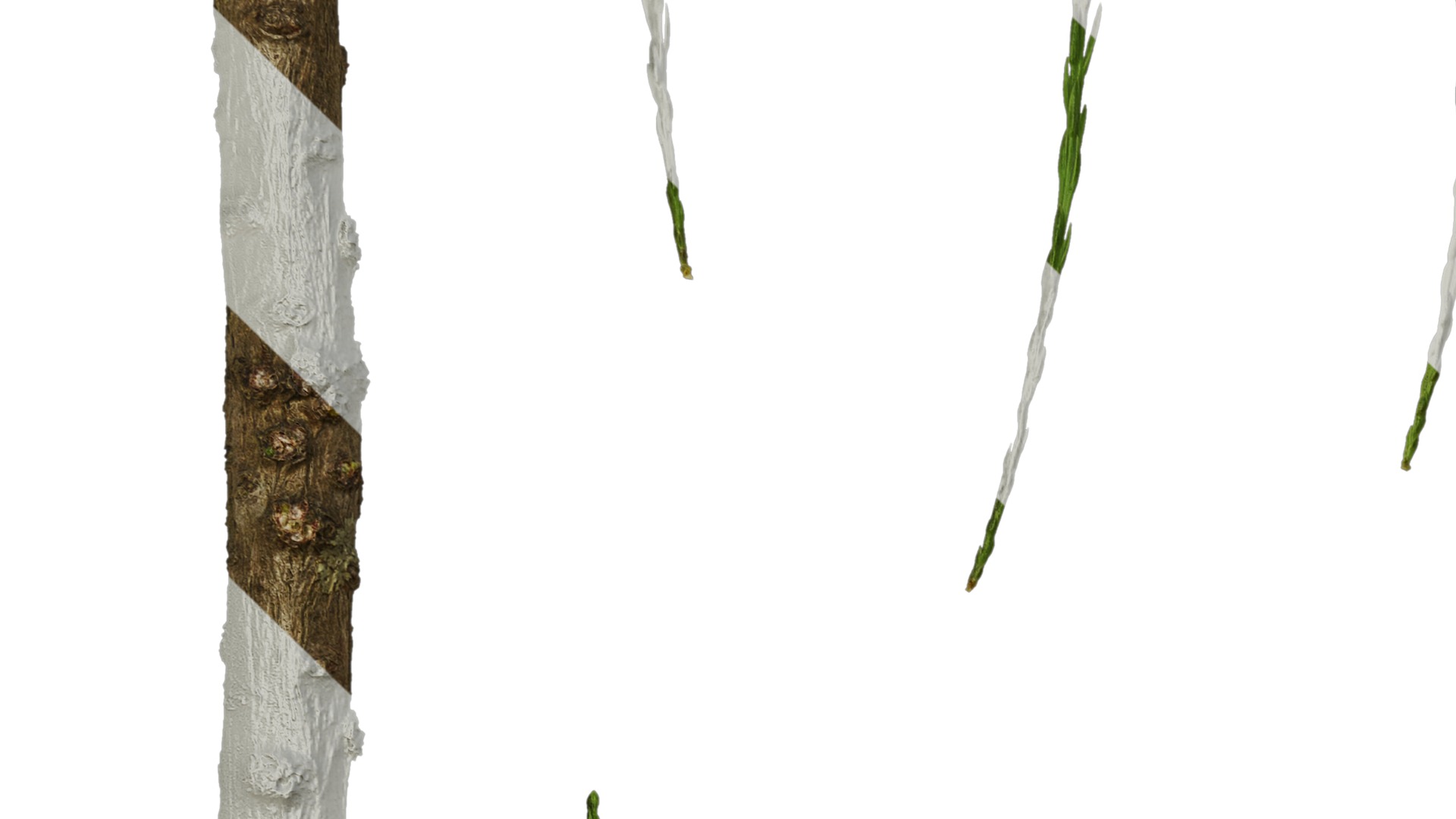 Taxodium ascendens Low-poly 3D model_73