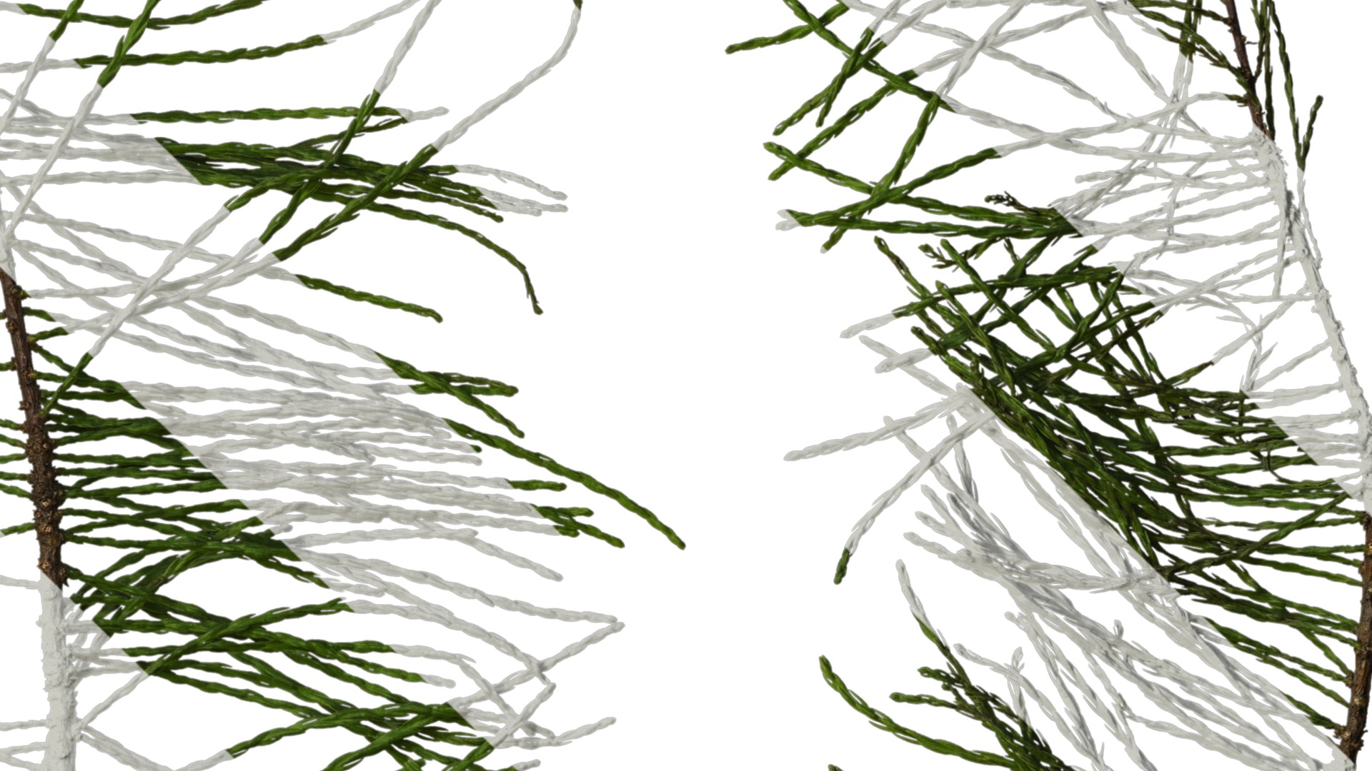 Taxodium ascendens Low-poly 3D model_44