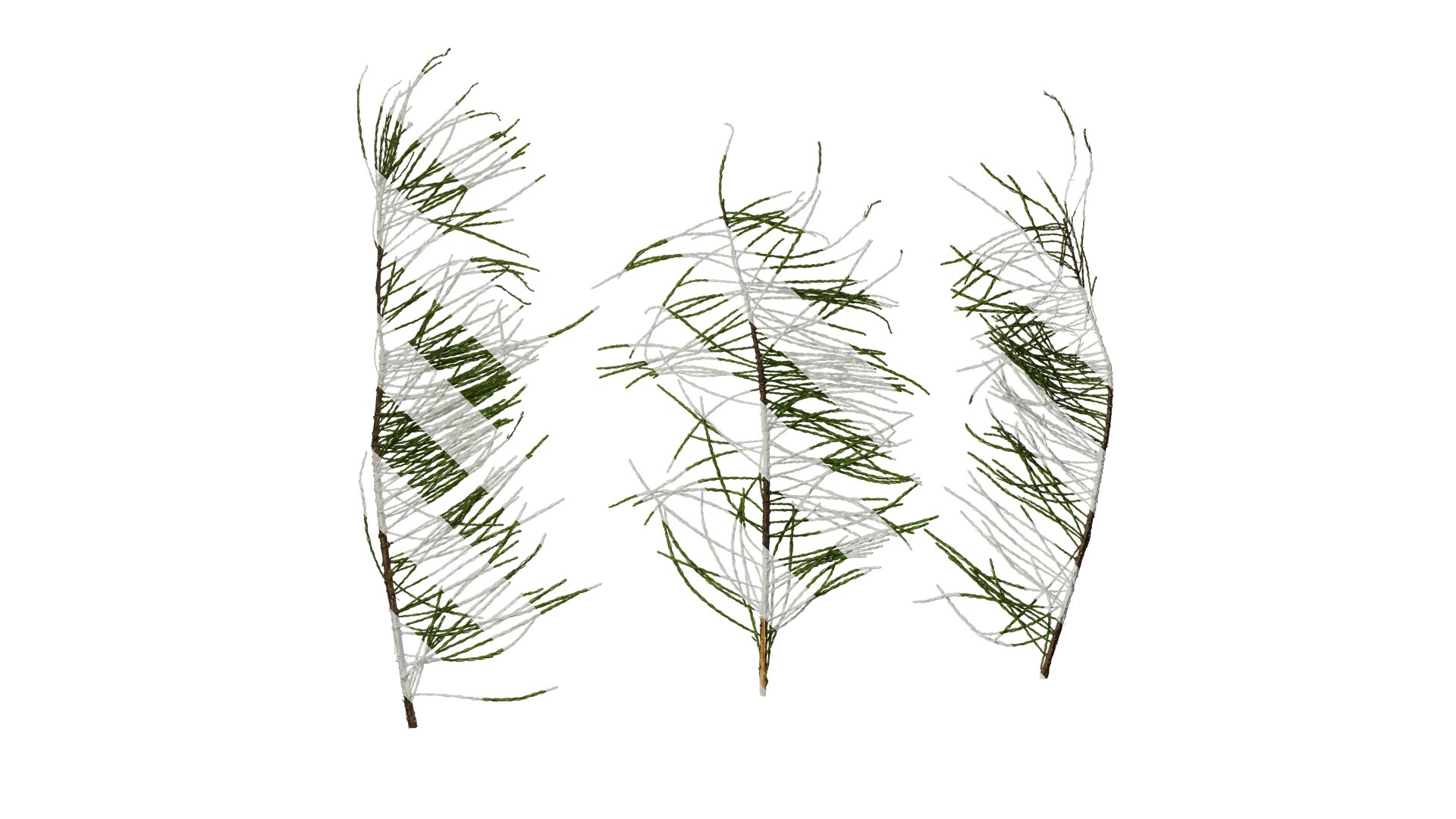 Taxodium ascendens Low-poly 3D model_40