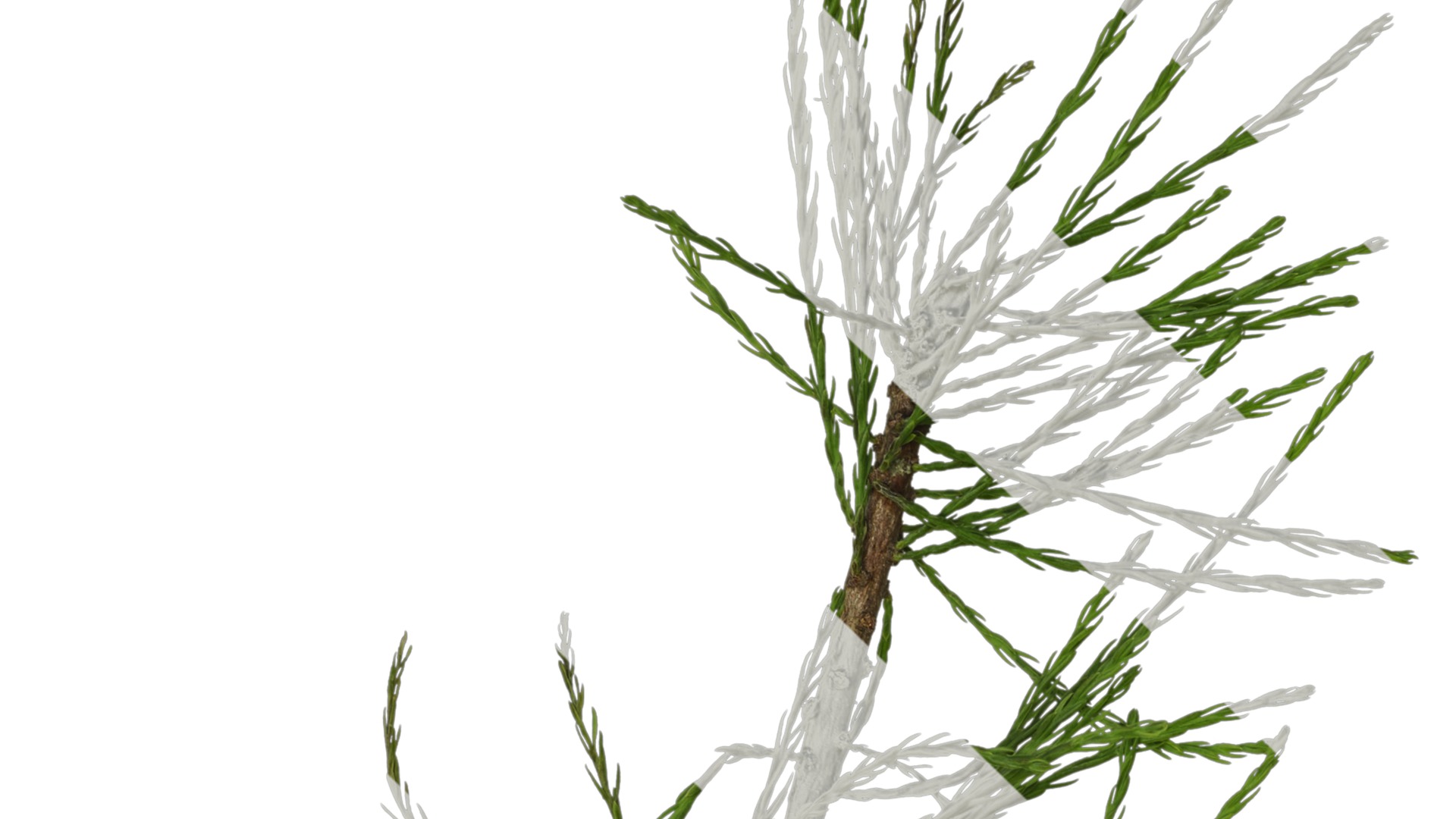 Taxodium ascendens Low-poly 3D model_22