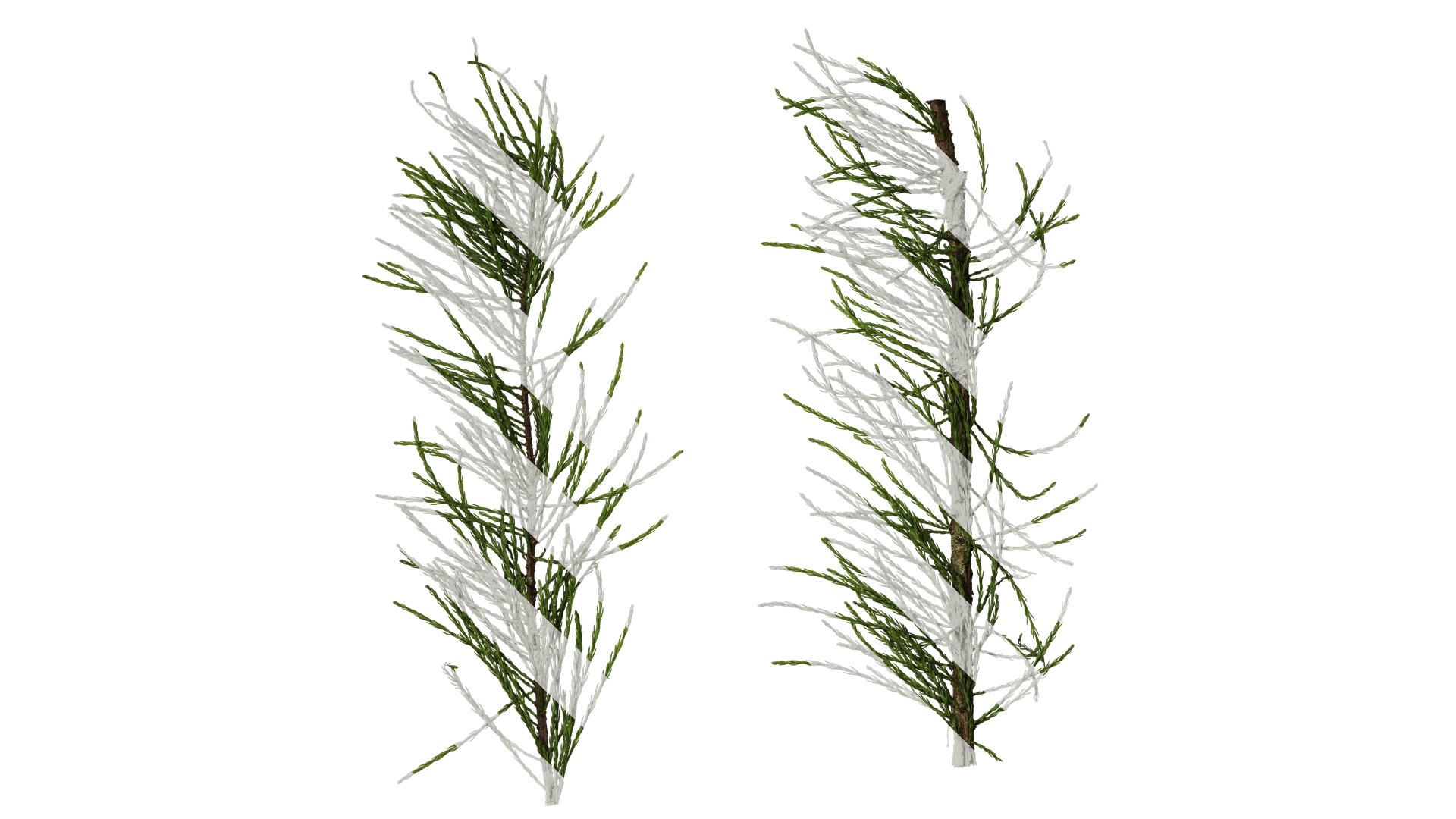 Taxodium ascendens Low-poly 3D model_30