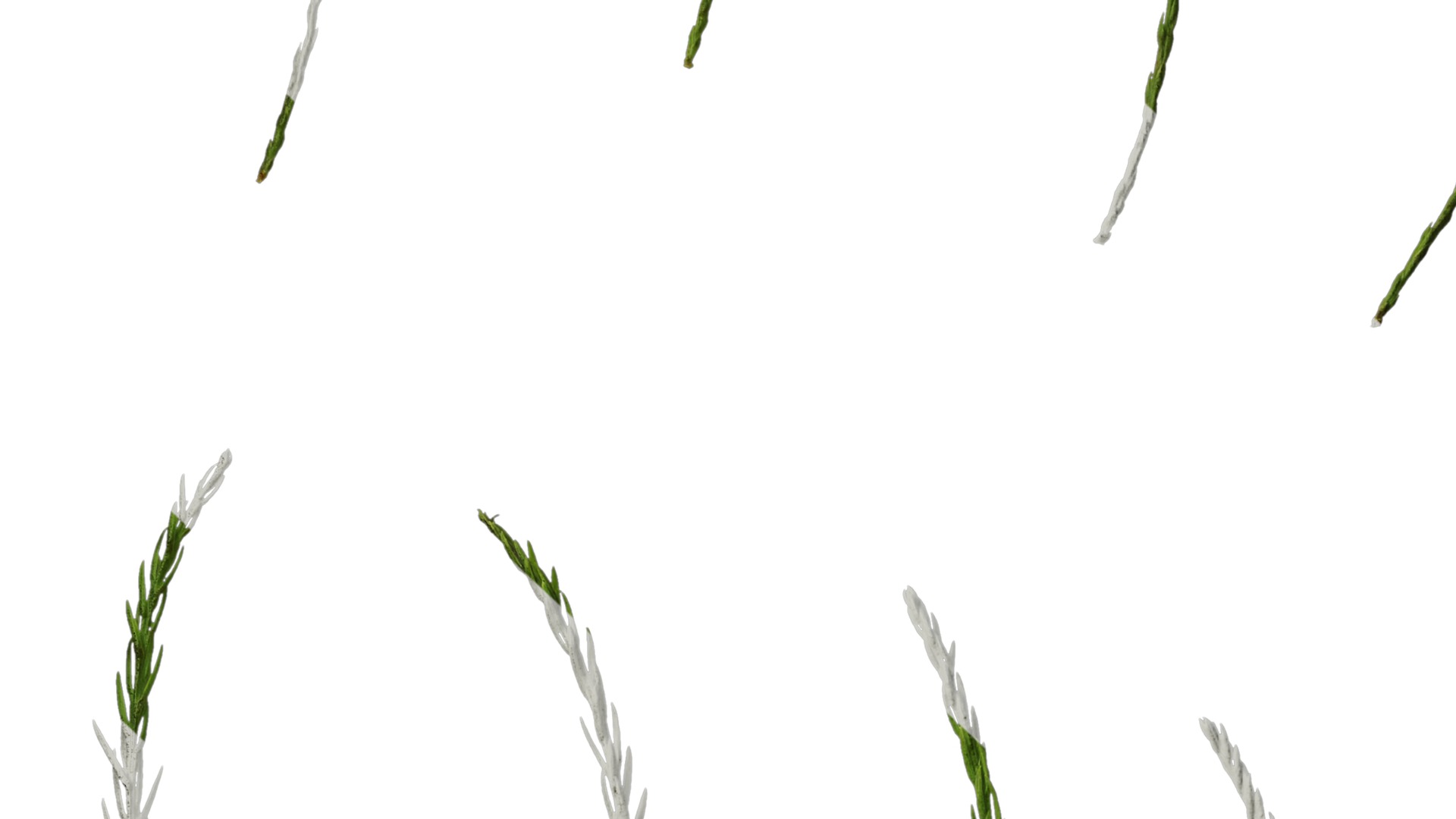 Taxodium ascendens Low-poly 3D model_77