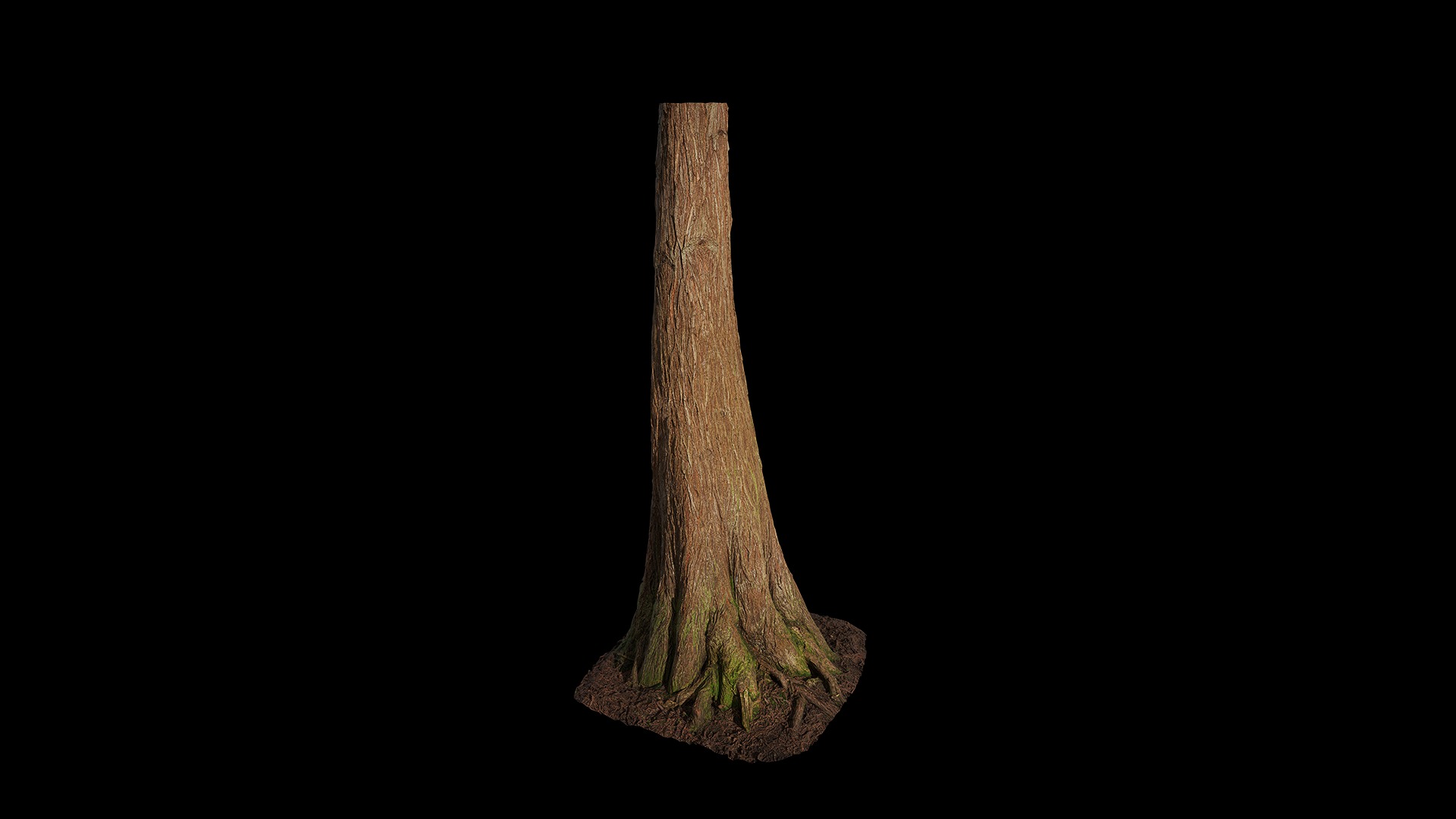 Taxodium ascendens Low-poly 3D model_80