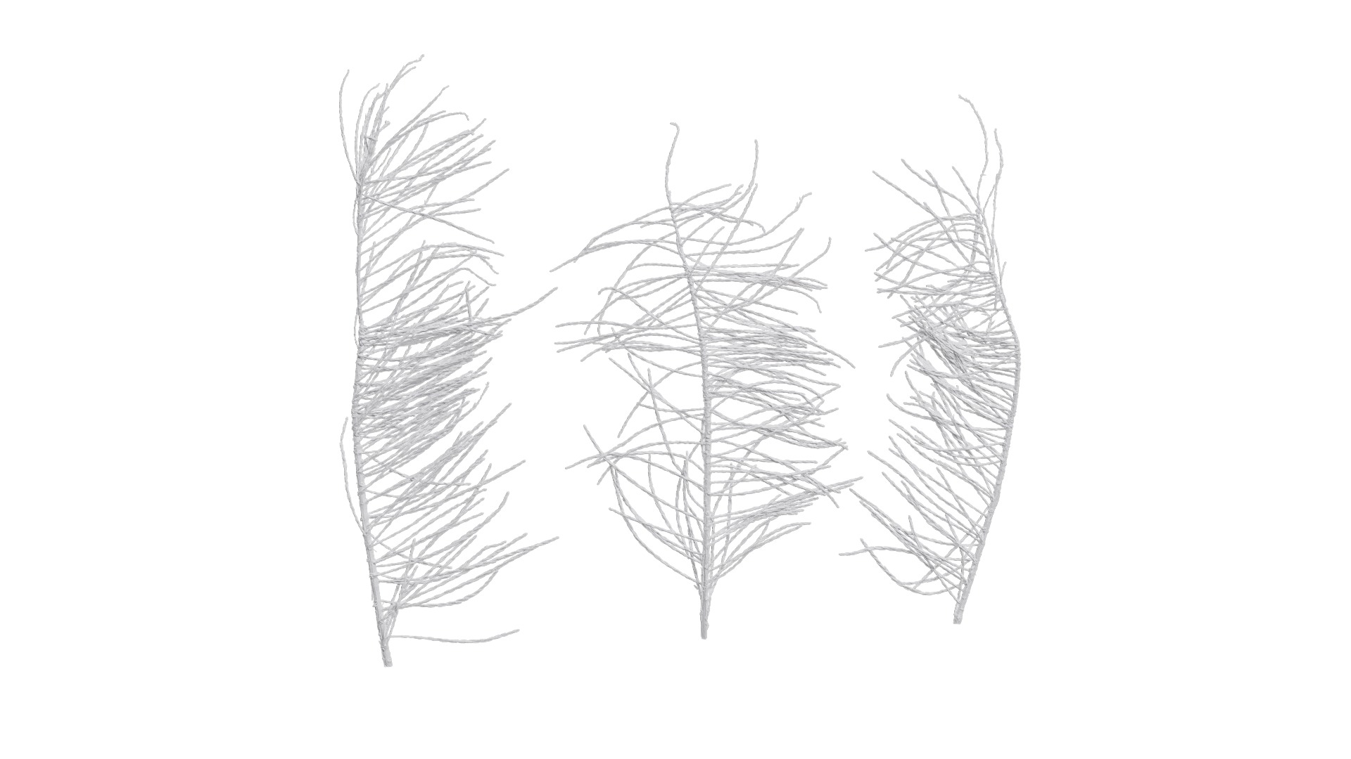 Taxodium ascendens Low-poly 3D model_39