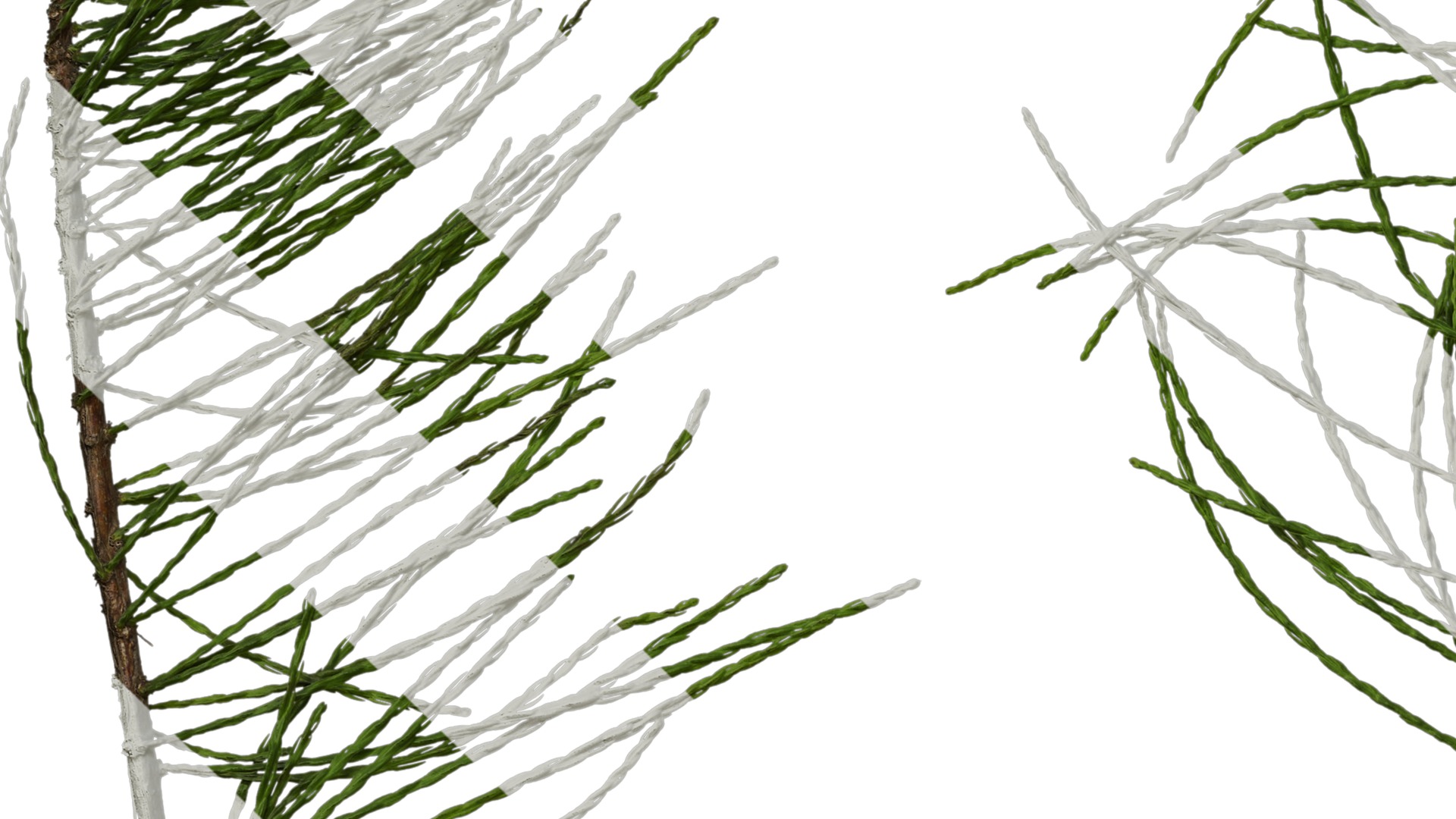 Taxodium ascendens Low-poly 3D model_45