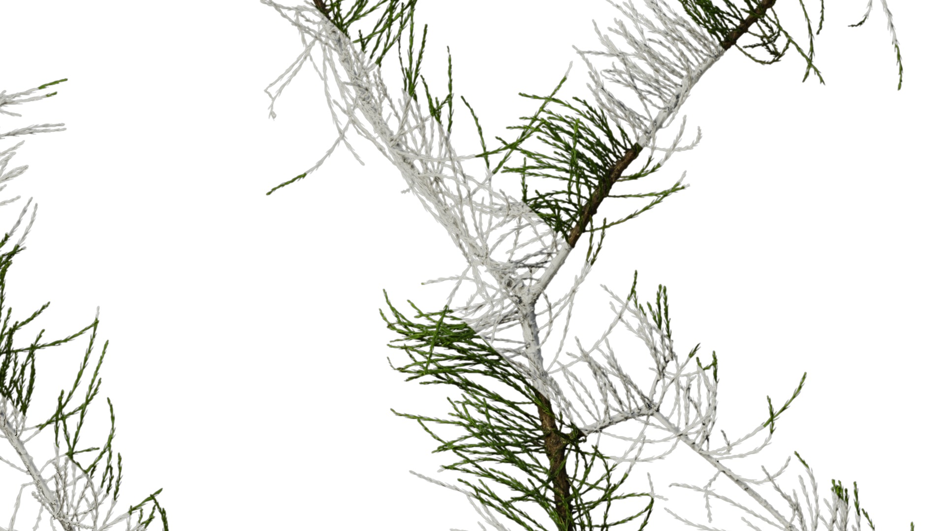 Taxodium ascendens Low-poly 3D model_10