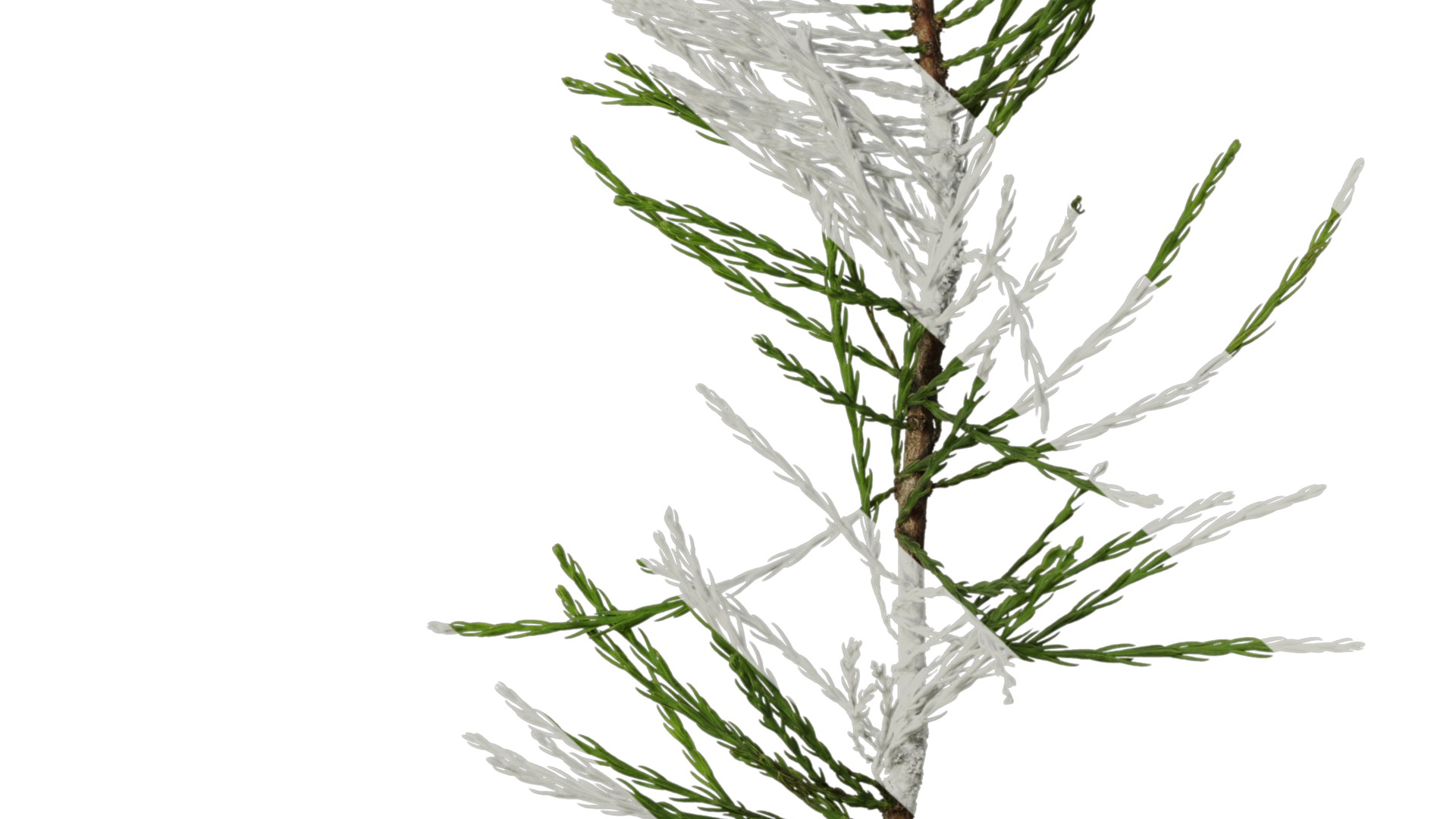 Taxodium ascendens Low-poly 3D model_27