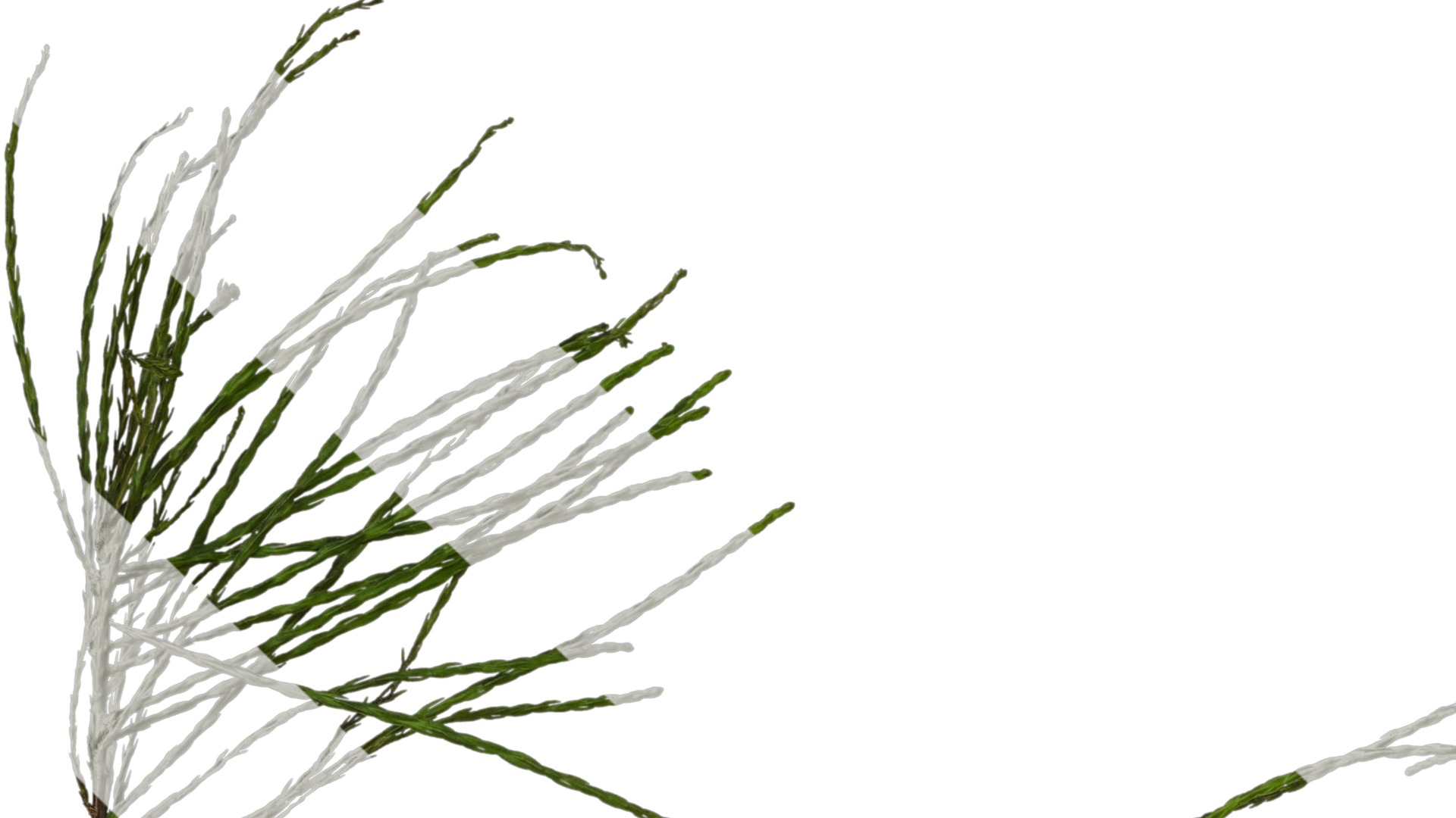 Taxodium ascendens Low-poly 3D model_41