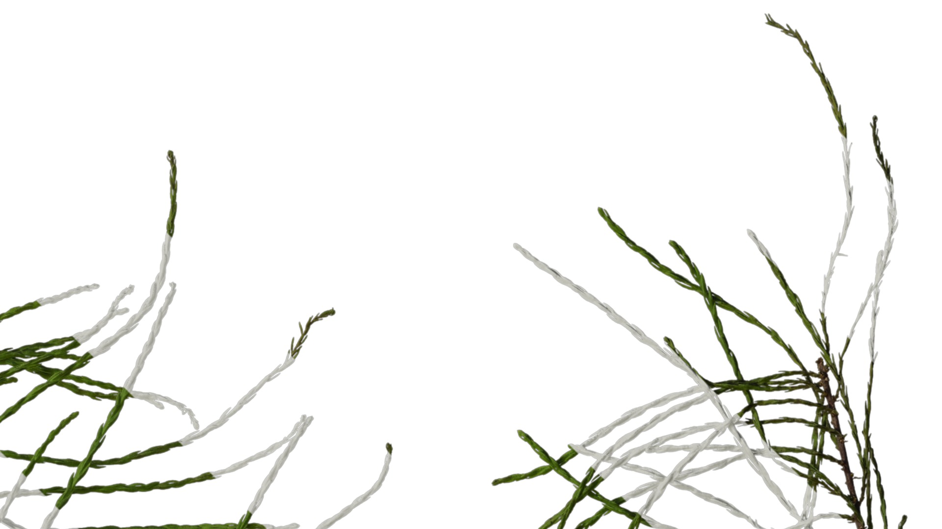 Taxodium ascendens Low-poly 3D model_42