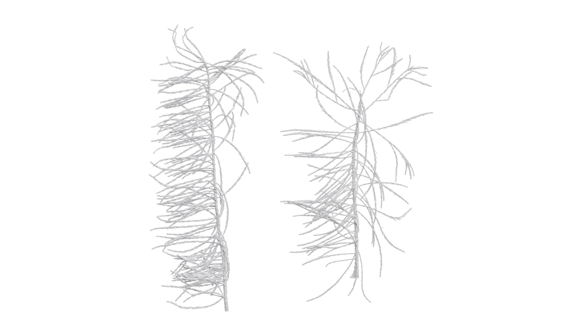 Taxodium ascendens Low-poly 3D model_11