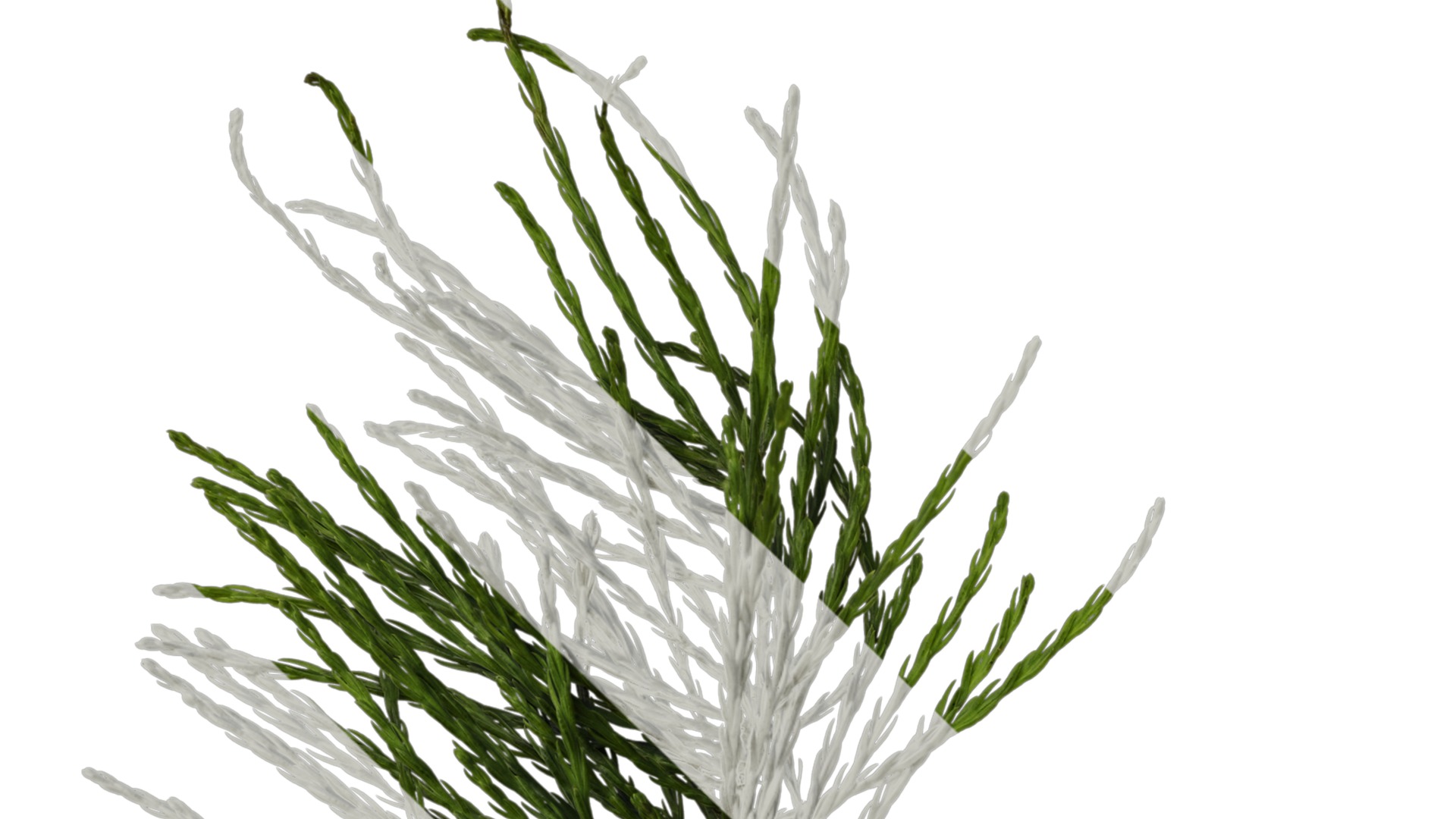 Taxodium ascendens Low-poly 3D model_31