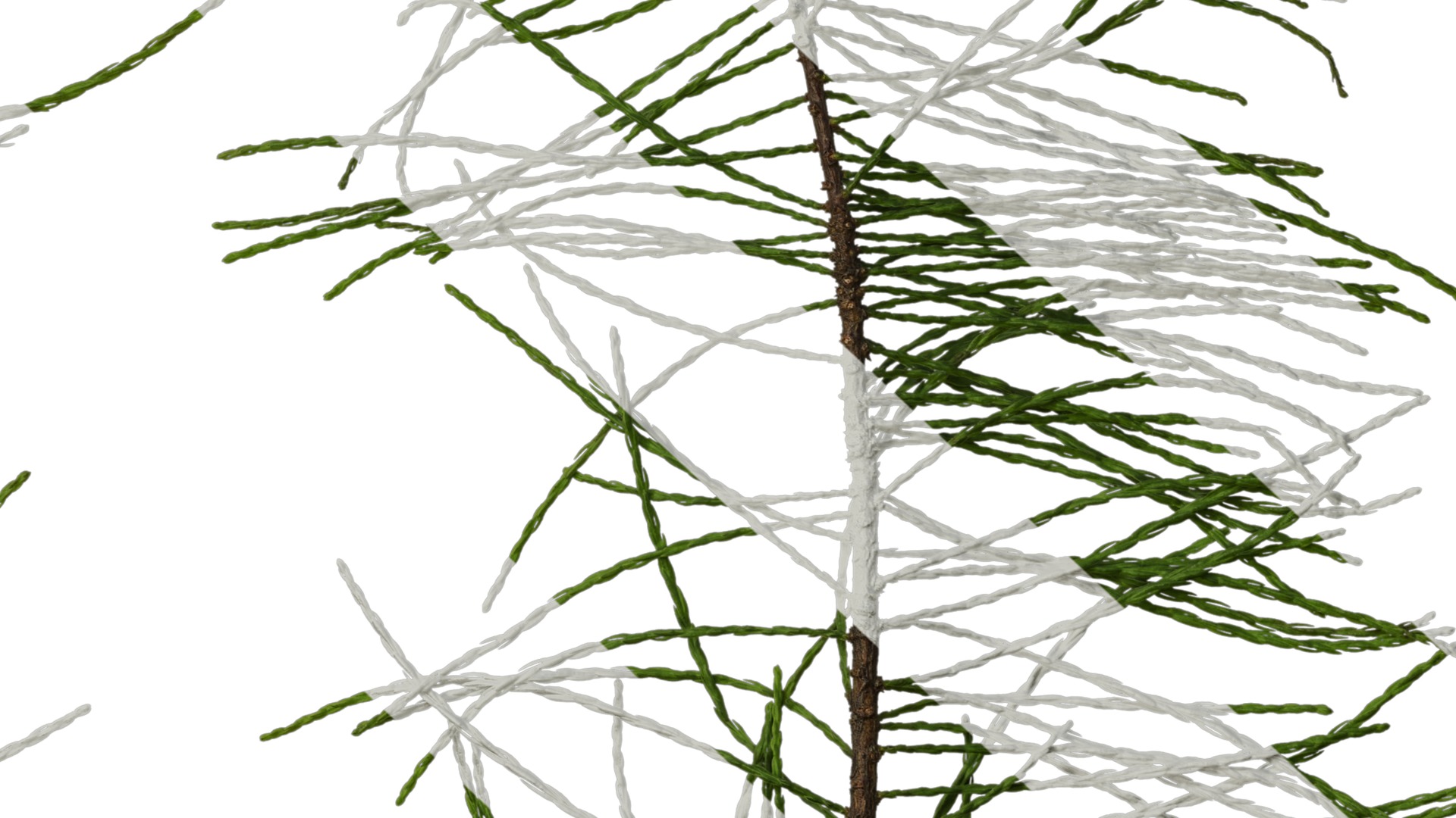 Taxodium ascendens Low-poly 3D model_47