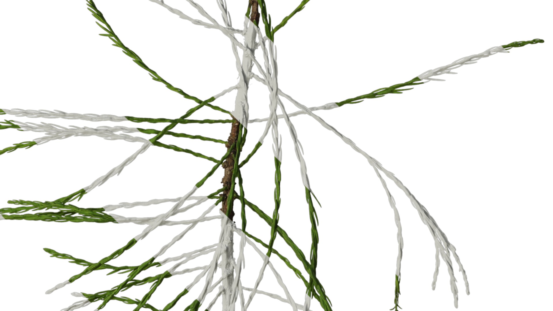 Taxodium ascendens Low-poly 3D model_16