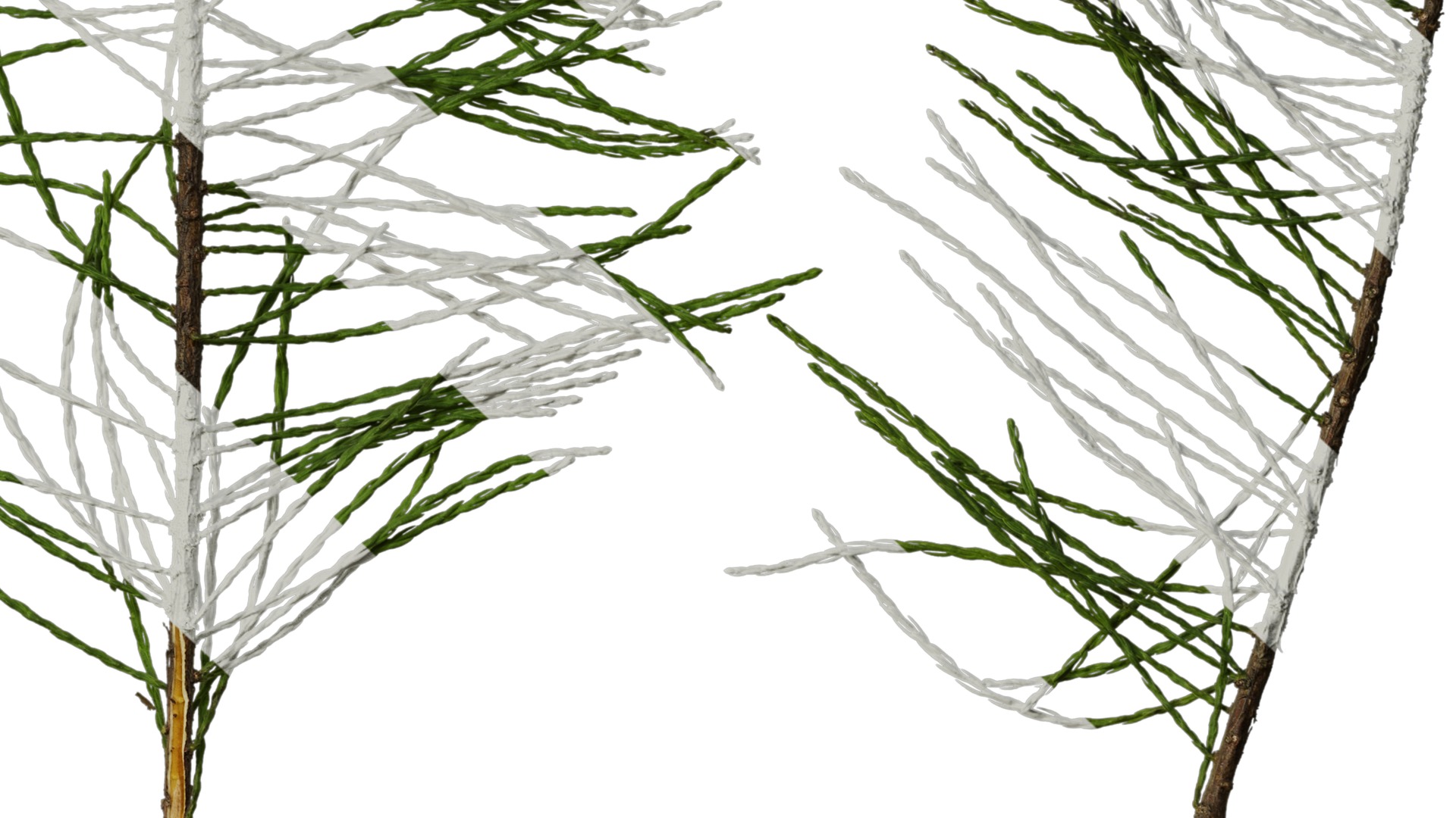 Taxodium ascendens Low-poly 3D model_46