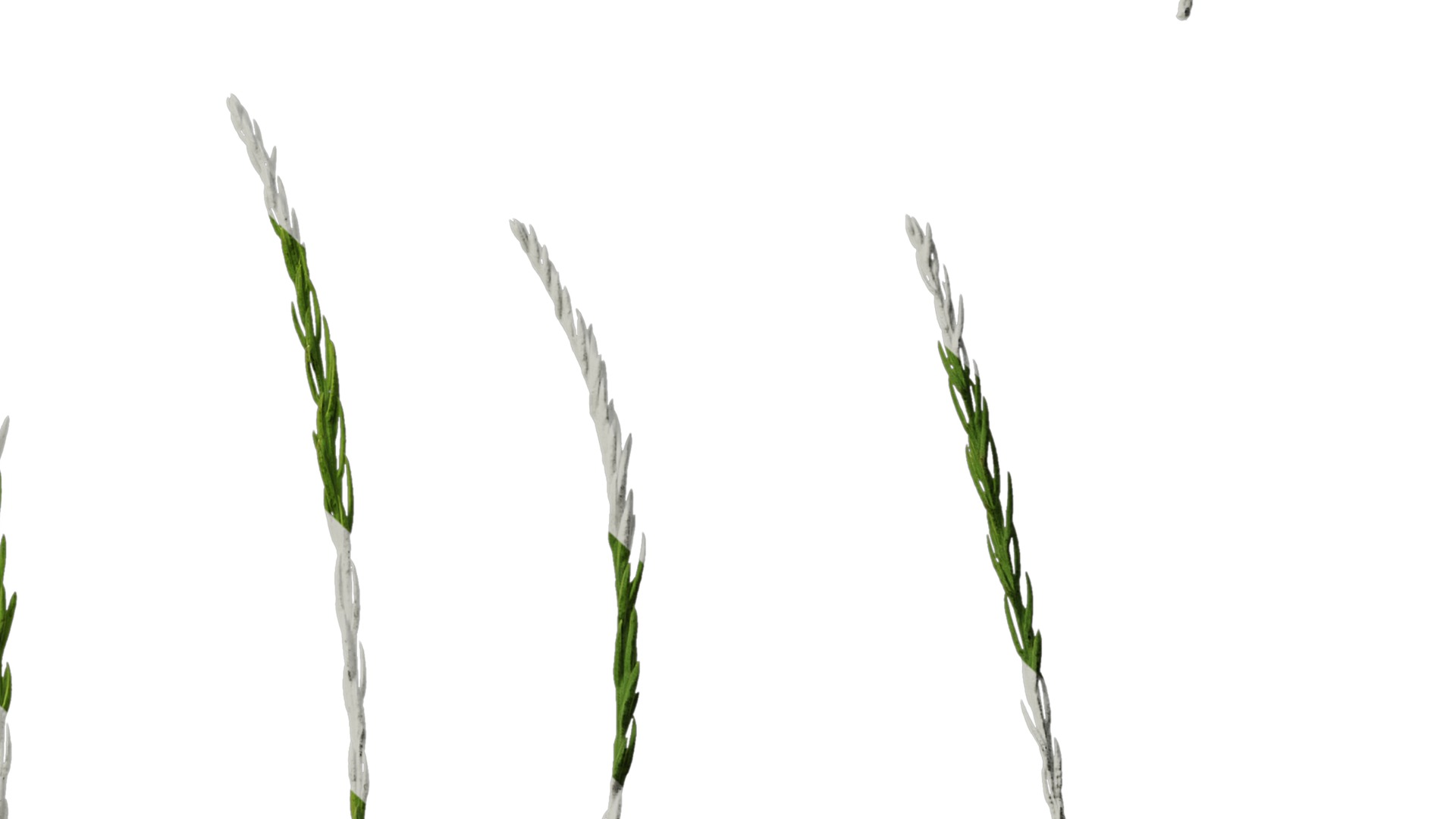 Taxodium ascendens Low-poly 3D model_76