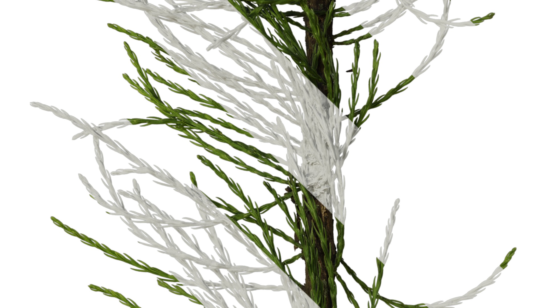 Taxodium ascendens Low-poly 3D model_34
