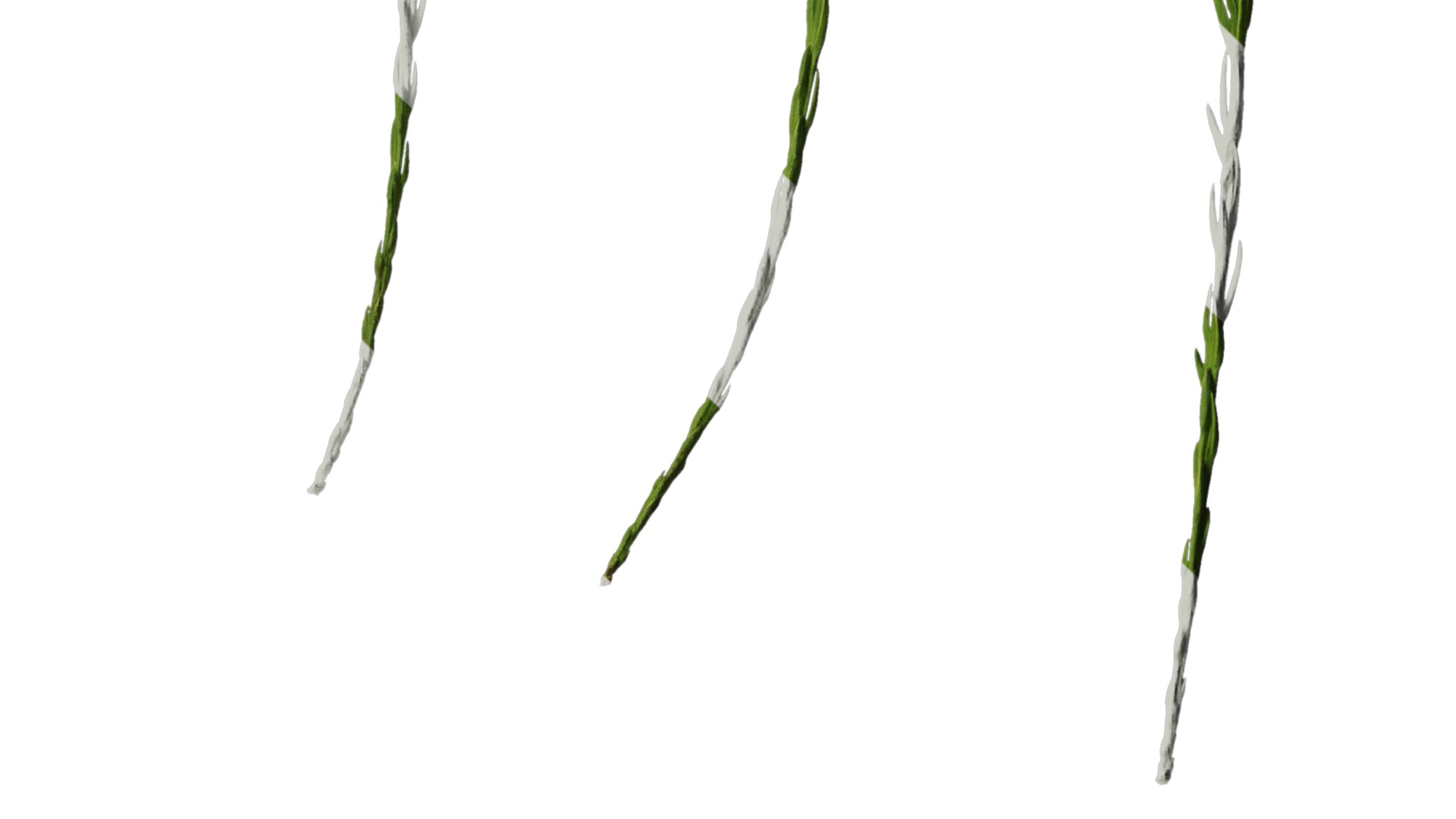 Taxodium ascendens Low-poly 3D model_74