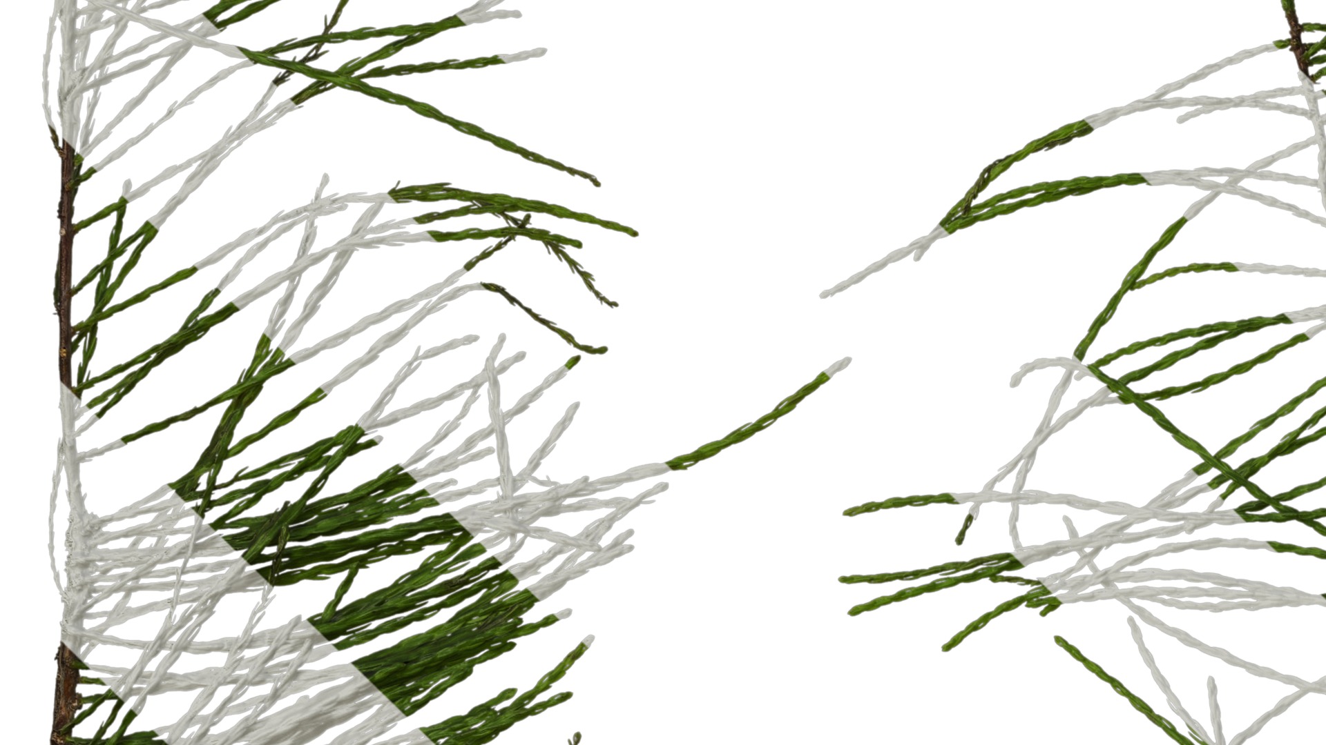 Taxodium ascendens Low-poly 3D model_43