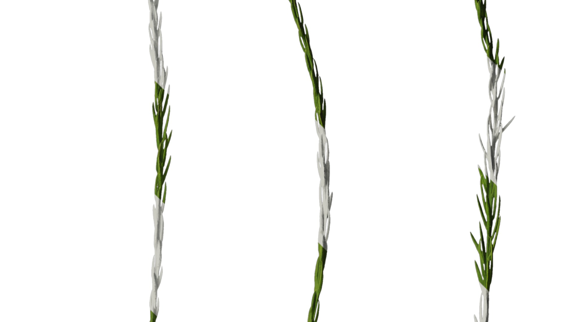 Taxodium ascendens Low-poly 3D model_72