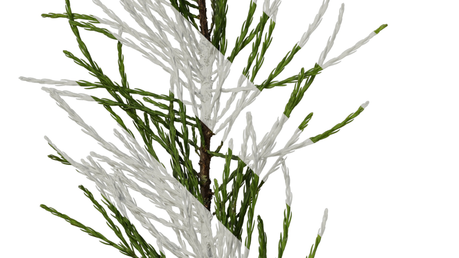 Taxodium ascendens Low-poly 3D model_35