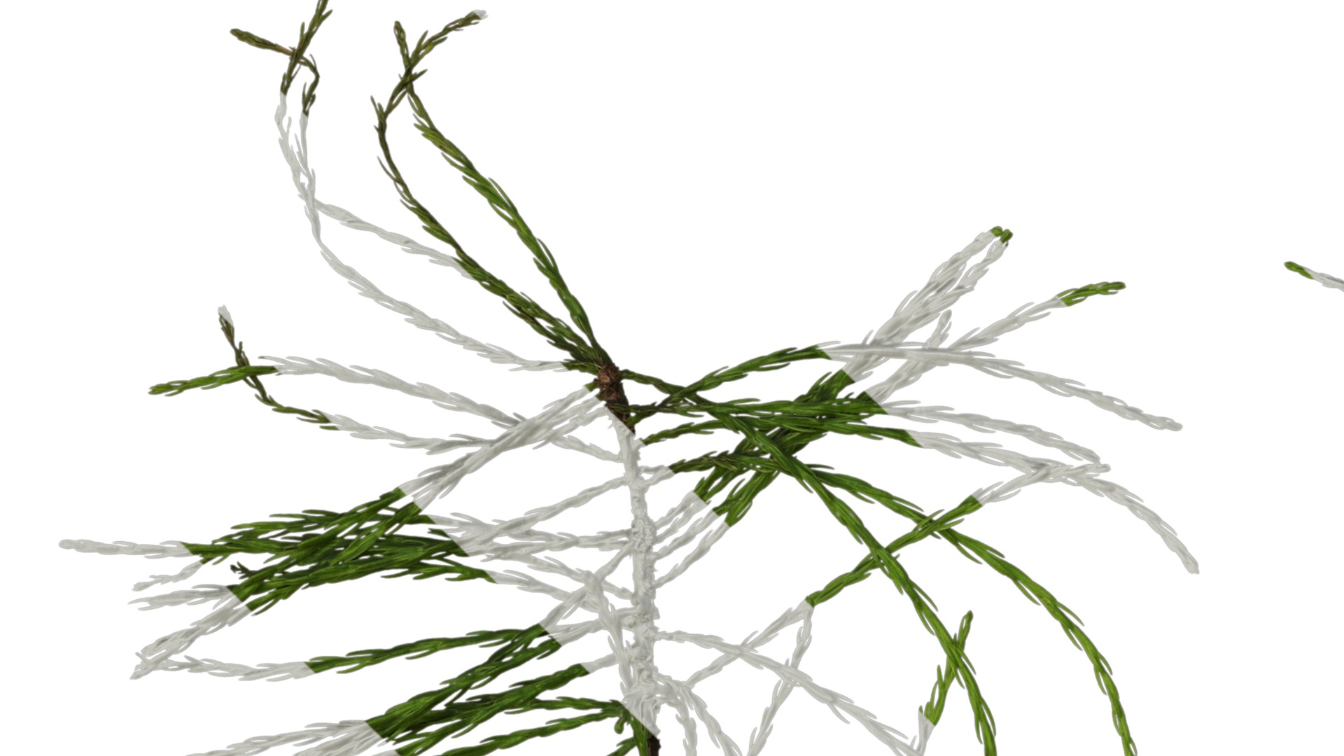 Taxodium ascendens Low-poly 3D model_13