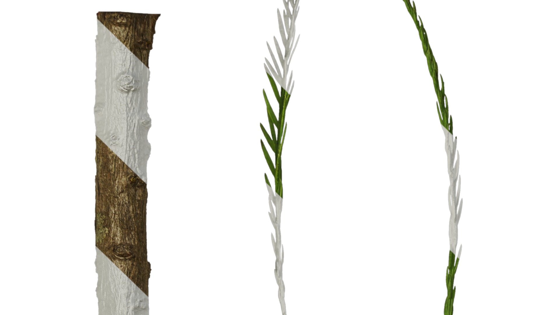 Taxodium ascendens Low-poly 3D model_71
