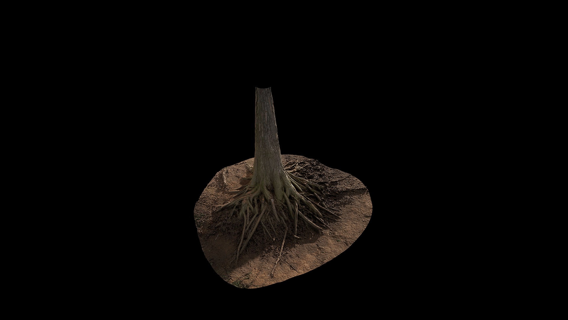 Taxodium ascendens Low-poly 3D model_92