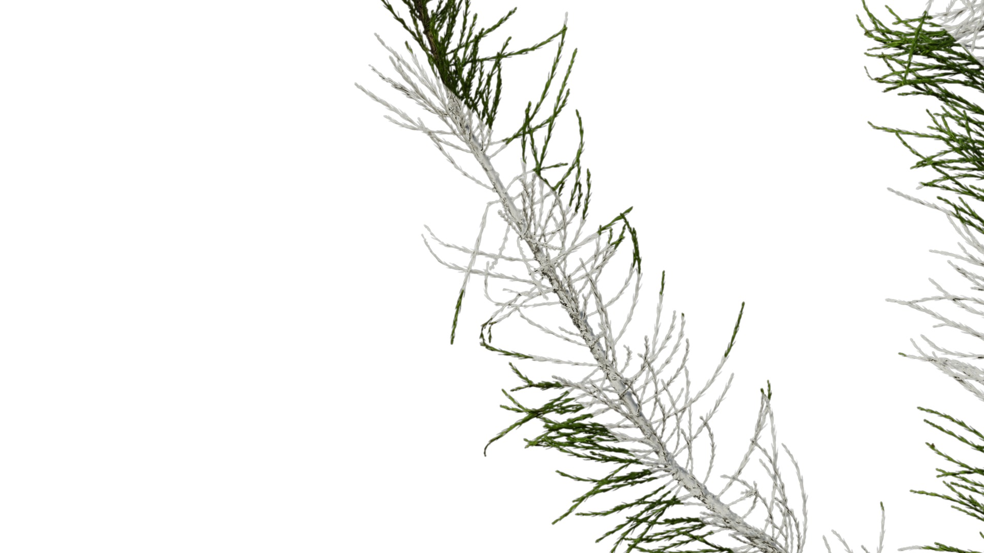 Taxodium ascendens Low-poly 3D model_8