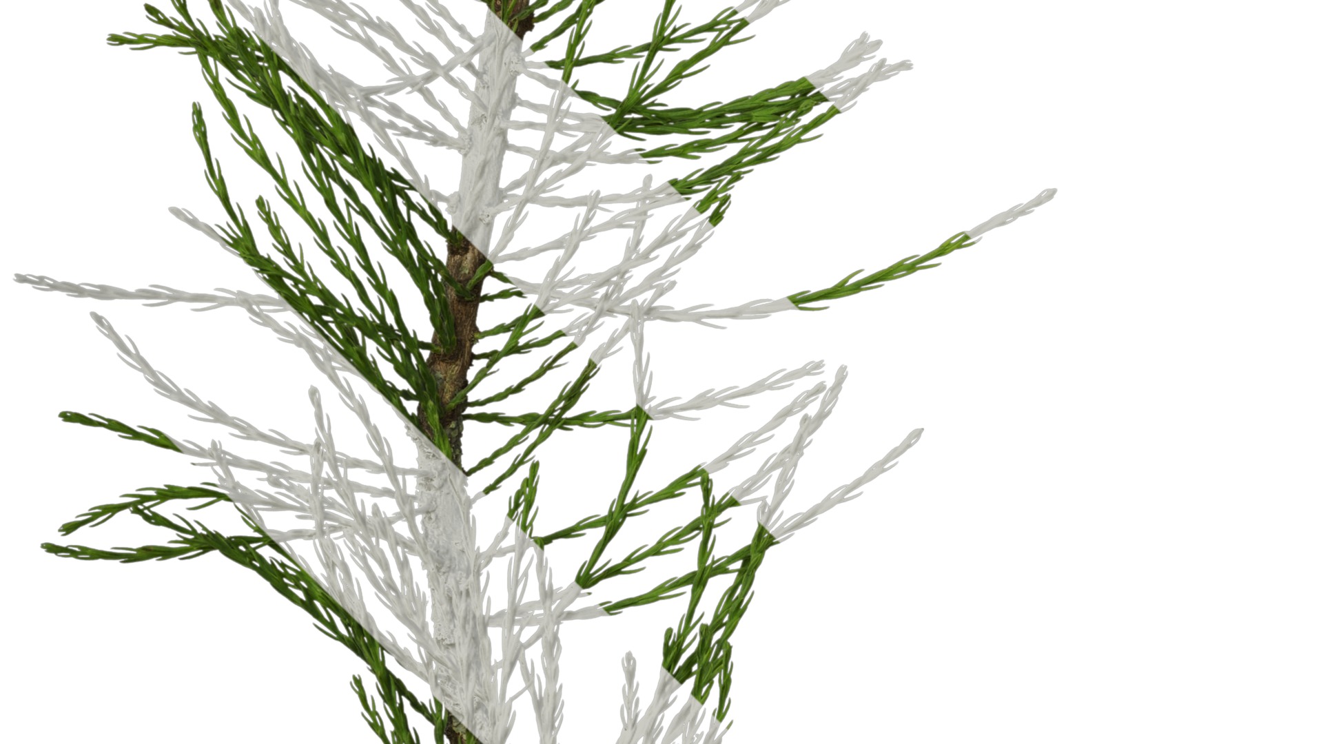 Taxodium ascendens Low-poly 3D model_26