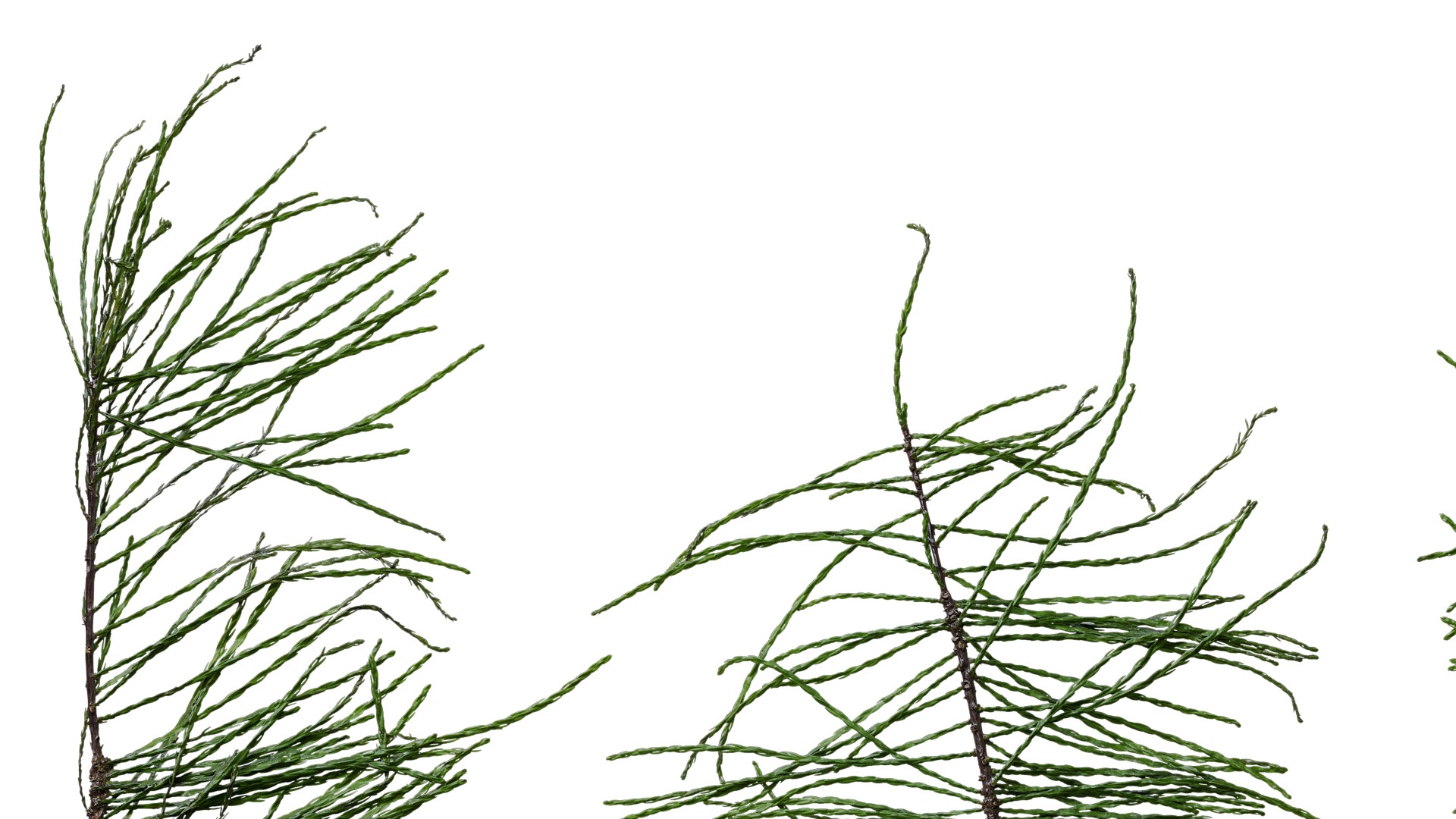 Taxodium ascendens Low-poly 3D model_38