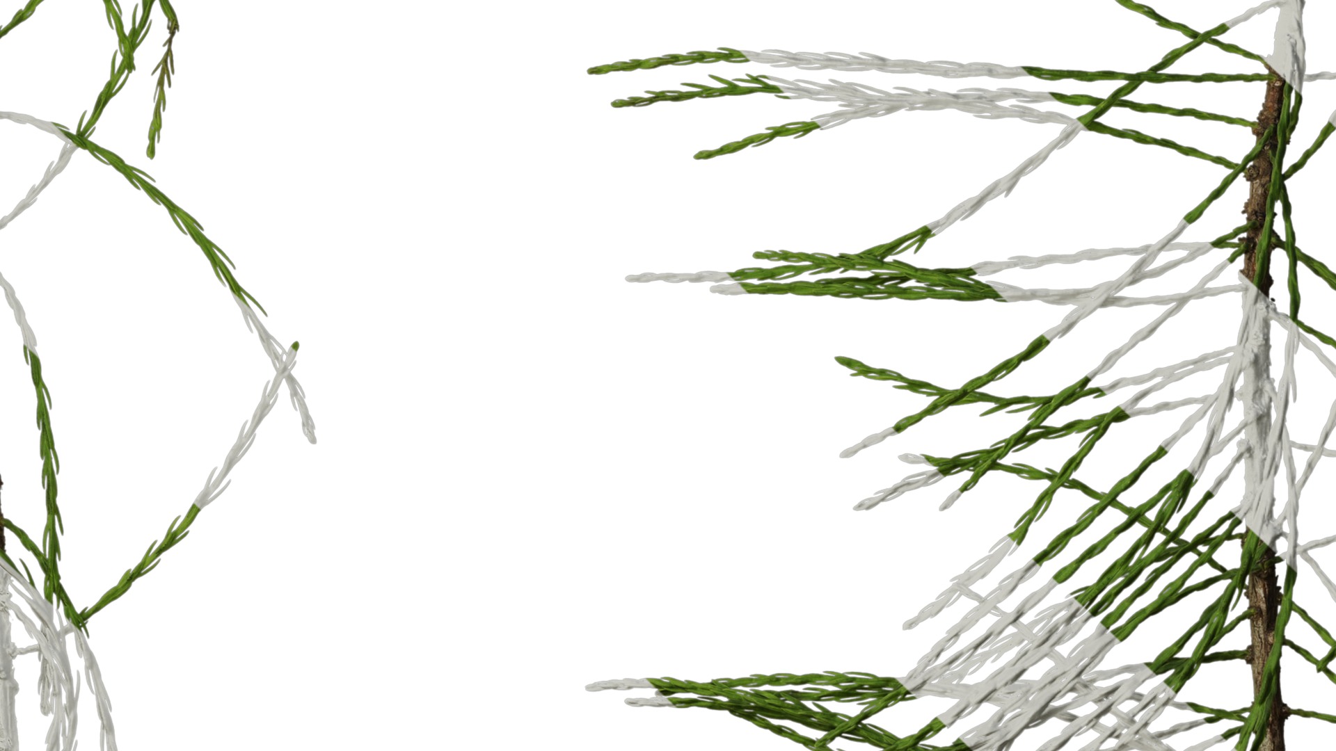 Taxodium ascendens Low-poly 3D model_19