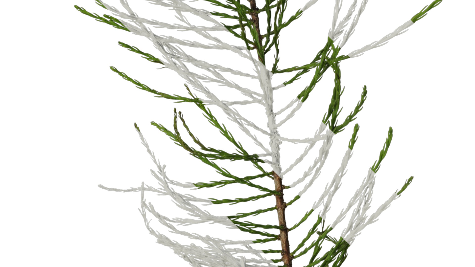 Taxodium ascendens Low-poly 3D model_25