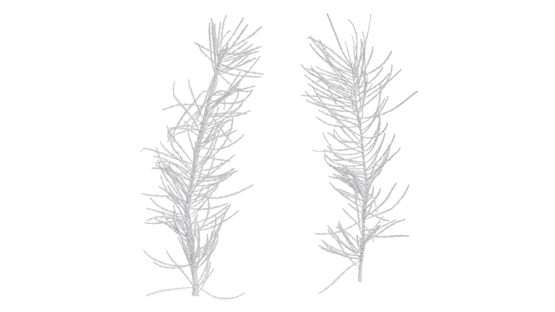 Taxodium ascendens Low-poly 3D model_20