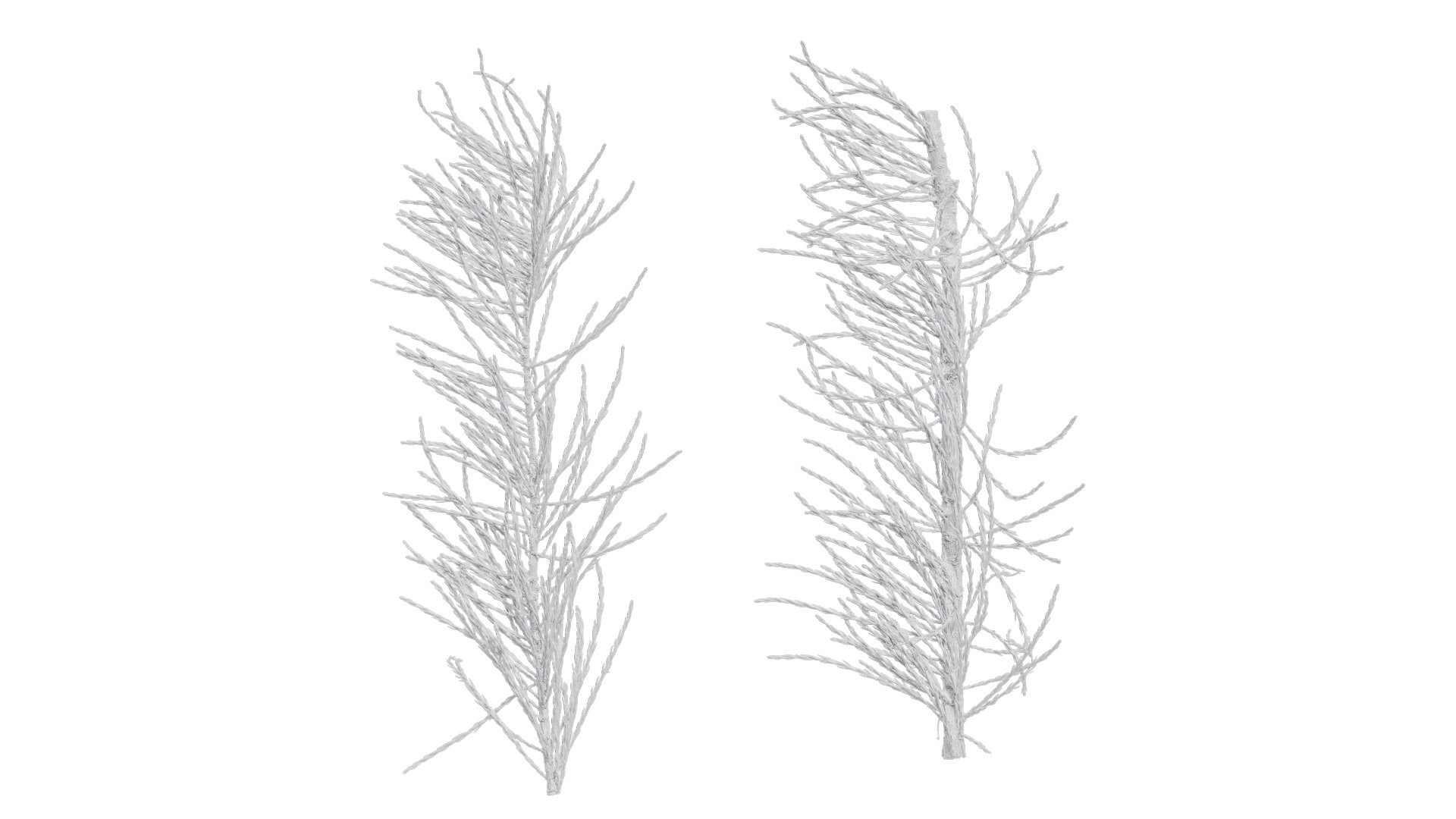 Taxodium ascendens Low-poly 3D model_29