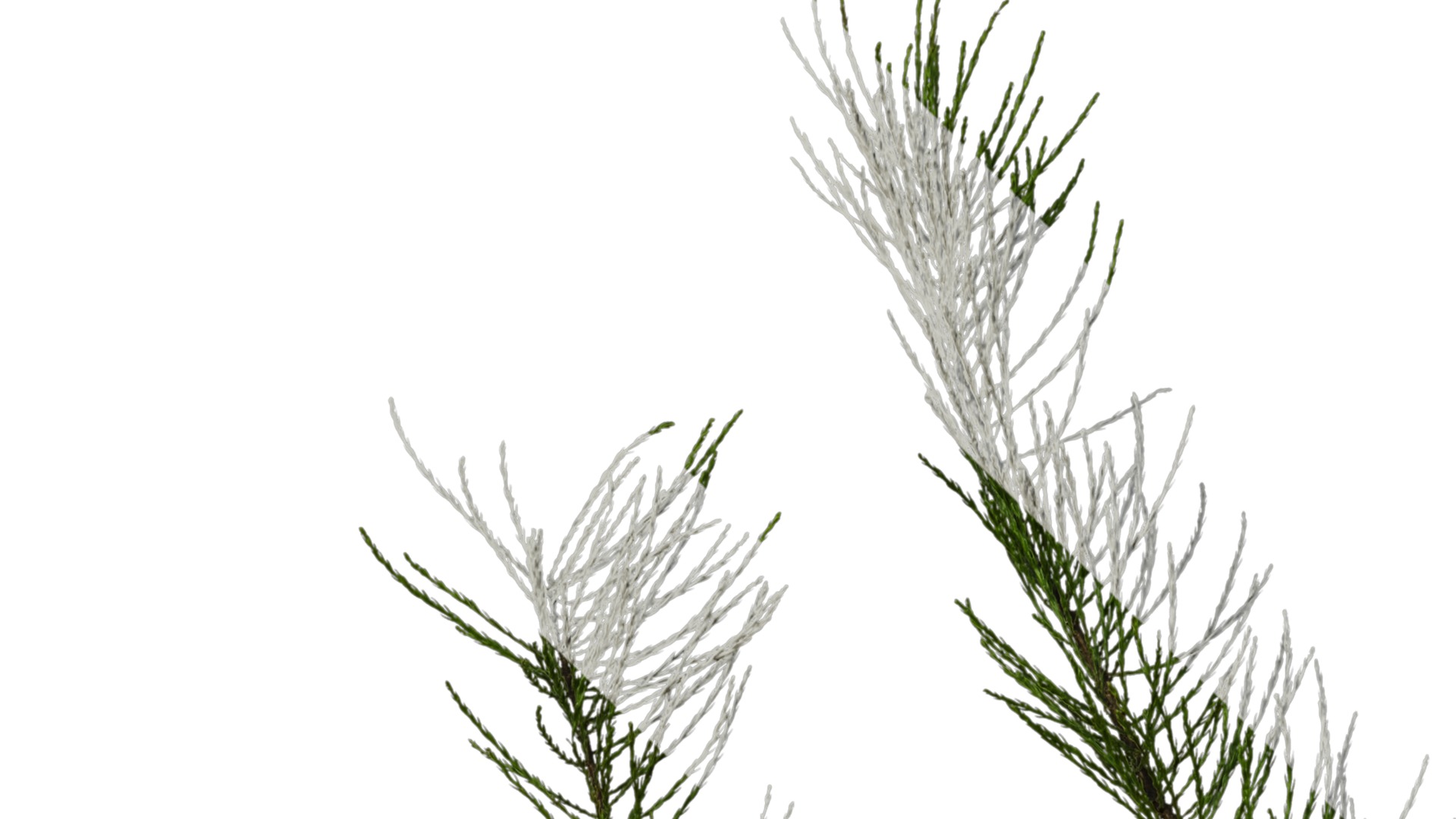 Taxodium ascendens Low-poly 3D model_4